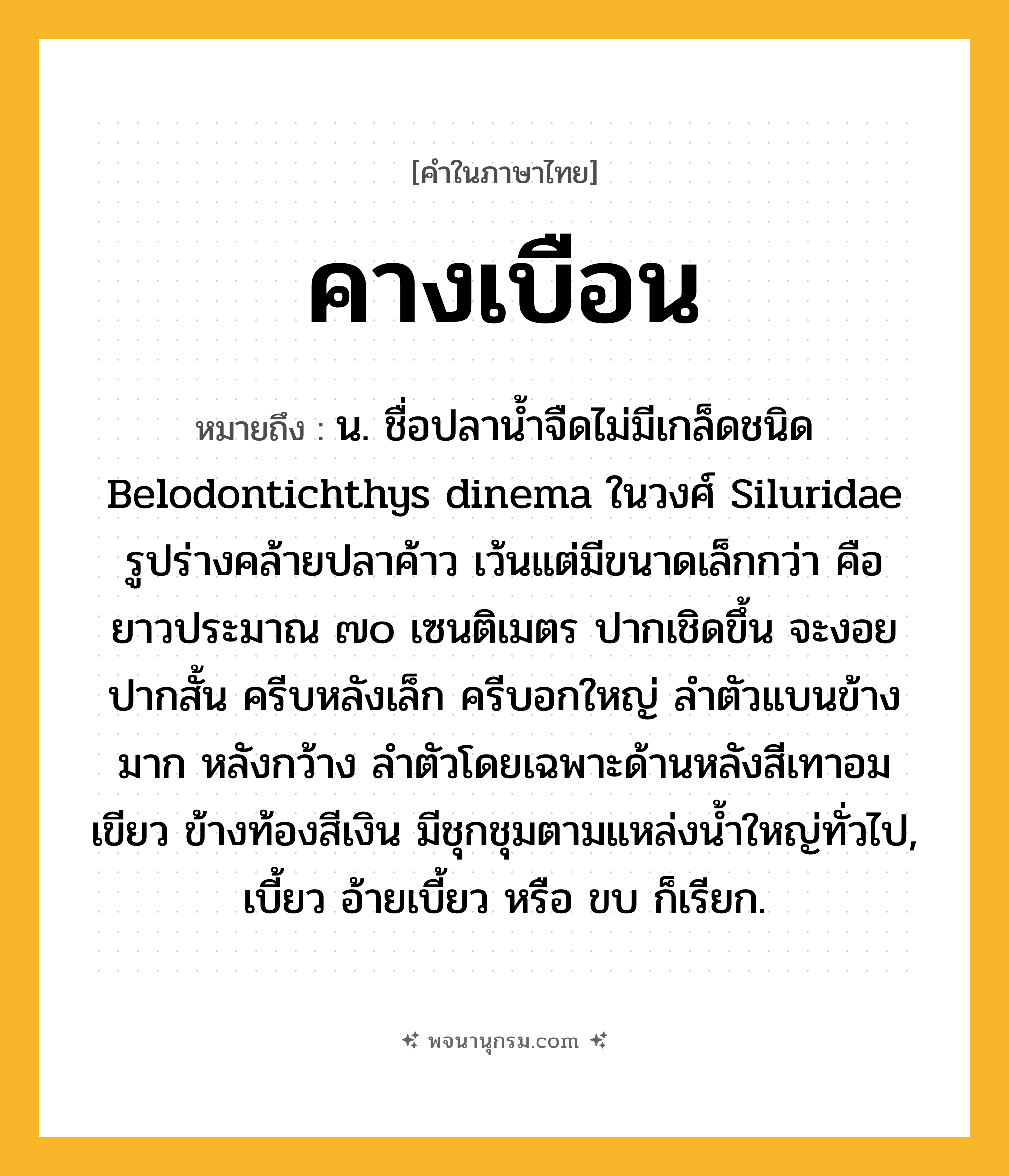 คางเบือน ความหมาย หมายถึงอะไร?, คำในภาษาไทย คางเบือน หมายถึง น. ชื่อปลานํ้าจืดไม่มีเกล็ดชนิด Belodontichthys dinema ในวงศ์ Siluridae รูปร่างคล้ายปลาค้าว เว้นแต่มีขนาดเล็กกว่า คือ ยาวประมาณ ๗๐ เซนติเมตร ปากเชิดขึ้น จะงอยปากสั้น ครีบหลังเล็ก ครีบอกใหญ่ ลําตัวแบนข้างมาก หลังกว้าง ลําตัวโดยเฉพาะด้านหลังสีเทาอมเขียว ข้างท้องสีเงิน มีชุกชุมตามแหล่งนํ้าใหญ่ทั่วไป, เบี้ยว อ้ายเบี้ยว หรือ ขบ ก็เรียก.