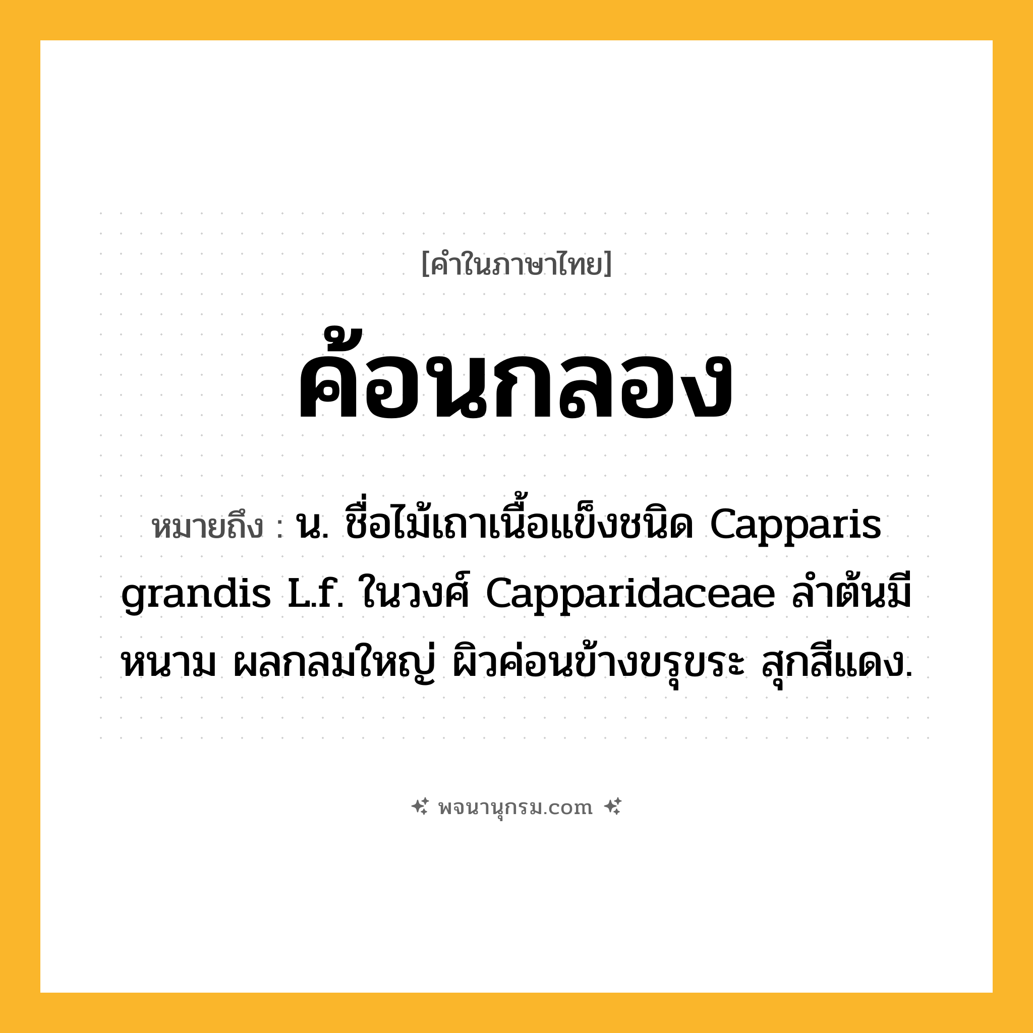 ค้อนกลอง ความหมาย หมายถึงอะไร?, คำในภาษาไทย ค้อนกลอง หมายถึง น. ชื่อไม้เถาเนื้อแข็งชนิด Capparis grandis L.f. ในวงศ์ Capparidaceae ลําต้นมีหนาม ผลกลมใหญ่ ผิวค่อนข้างขรุขระ สุกสีแดง.