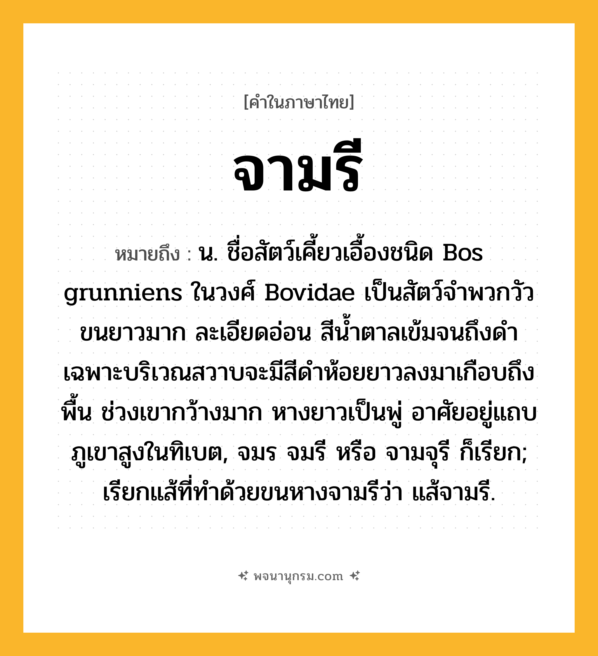 จามรี ความหมาย หมายถึงอะไร?, คำในภาษาไทย จามรี หมายถึง น. ชื่อสัตว์เคี้ยวเอื้องชนิด Bos grunniens ในวงศ์ Bovidae เป็นสัตว์จำพวกวัว ขนยาวมาก ละเอียดอ่อน สีนํ้าตาลเข้มจนถึงดำ เฉพาะบริเวณสวาบจะมีสีดําห้อยยาวลงมาเกือบถึงพื้น ช่วงเขากว้างมาก หางยาวเป็นพู่ อาศัยอยู่แถบภูเขาสูงในทิเบต, จมร จมรี หรือ จามจุรี ก็เรียก; เรียกแส้ที่ทําด้วยขนหางจามรีว่า แส้จามรี.