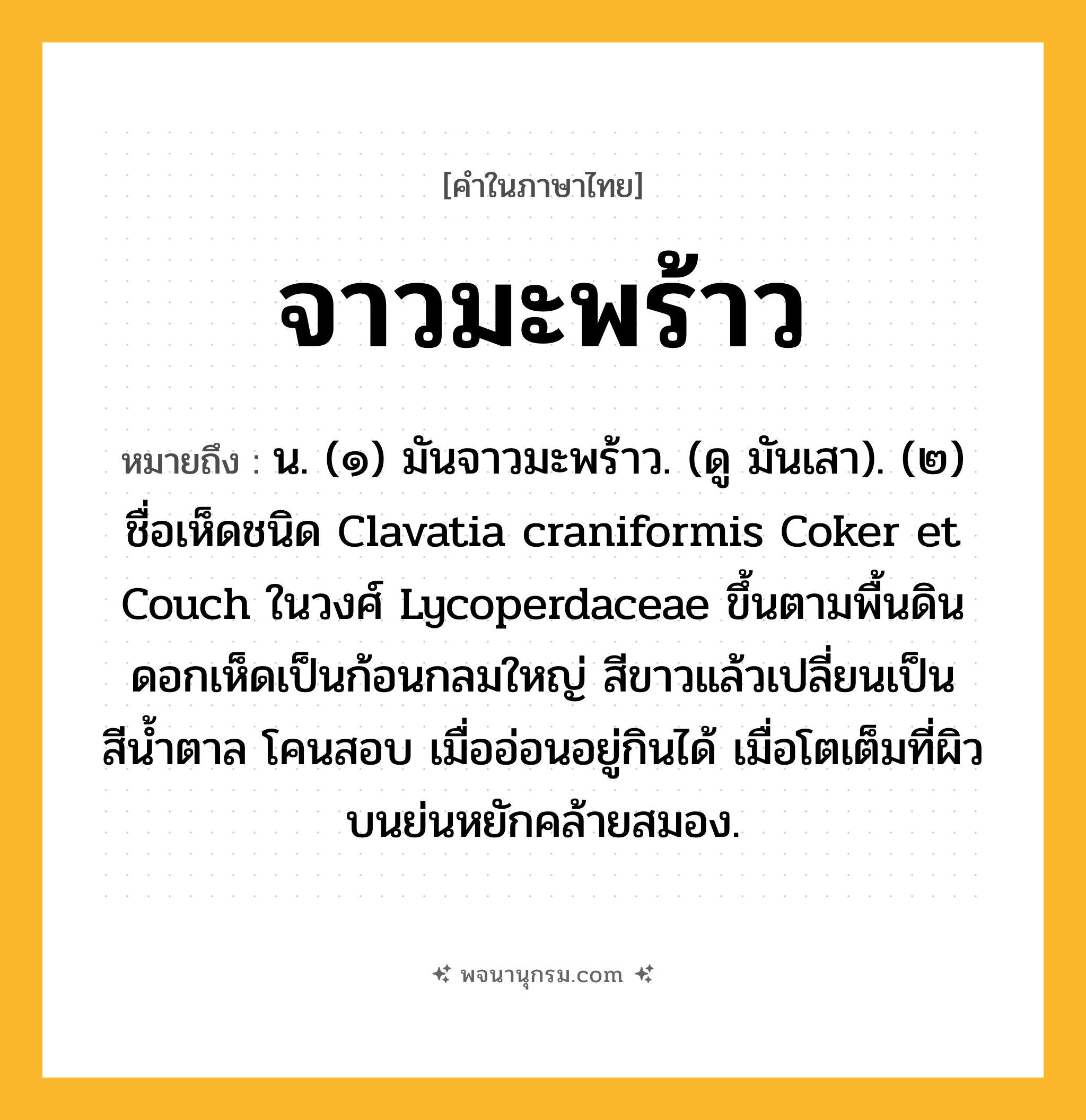 จาวมะพร้าว ความหมาย หมายถึงอะไร?, คำในภาษาไทย จาวมะพร้าว หมายถึง น. (๑) มันจาวมะพร้าว. (ดู มันเสา). (๒) ชื่อเห็ดชนิด Clavatia craniformis Coker et Couch ในวงศ์ Lycoperdaceae ขึ้นตามพื้นดิน ดอกเห็ดเป็นก้อนกลมใหญ่ สีขาวแล้วเปลี่ยนเป็นสีนํ้าตาล โคนสอบ เมื่ออ่อนอยู่กินได้ เมื่อโตเต็มที่ผิวบนย่นหยักคล้ายสมอง.