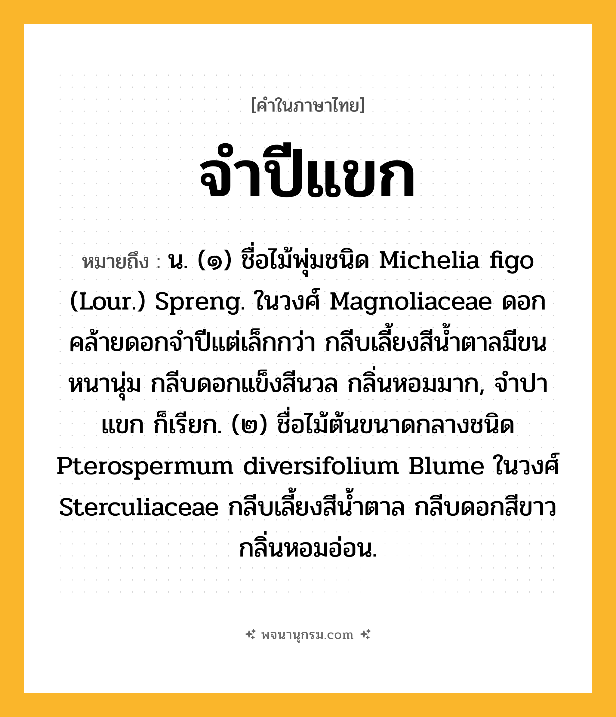จำปีแขก ความหมาย หมายถึงอะไร?, คำในภาษาไทย จำปีแขก หมายถึง น. (๑) ชื่อไม้พุ่มชนิด Michelia figo (Lour.) Spreng. ในวงศ์ Magnoliaceae ดอกคล้ายดอกจําปีแต่เล็กกว่า กลีบเลี้ยงสีนํ้าตาลมีขนหนานุ่ม กลีบดอกแข็งสีนวล กลิ่นหอมมาก, จําปาแขก ก็เรียก. (๒) ชื่อไม้ต้นขนาดกลางชนิด Pterospermum diversifolium Blume ในวงศ์ Sterculiaceae กลีบเลี้ยงสีนํ้าตาล กลีบดอกสีขาว กลิ่นหอมอ่อน.