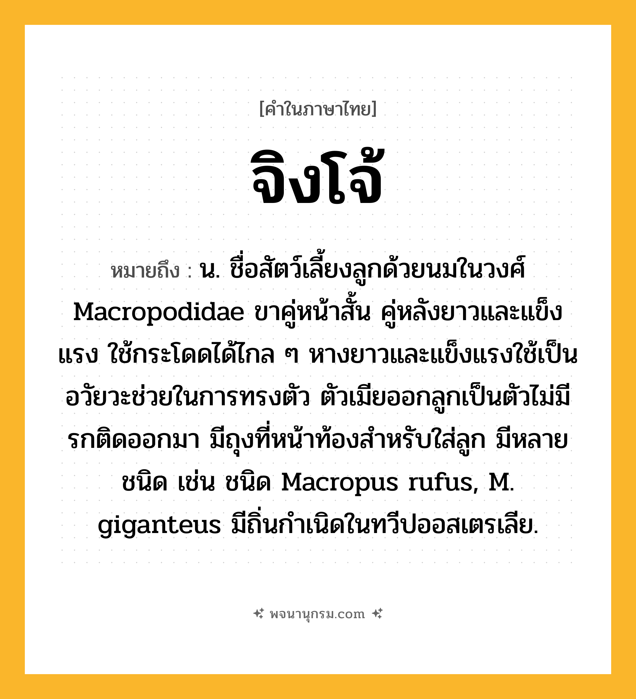 จิงโจ้ ความหมาย หมายถึงอะไร?, คำในภาษาไทย จิงโจ้ หมายถึง น. ชื่อสัตว์เลี้ยงลูกด้วยนมในวงศ์ Macropodidae ขาคู่หน้าสั้น คู่หลังยาวและแข็งแรง ใช้กระโดดได้ไกล ๆ หางยาวและแข็งแรงใช้เป็นอวัยวะช่วยในการทรงตัว ตัวเมียออกลูกเป็นตัวไม่มีรกติดออกมา มีถุงที่หน้าท้องสําหรับใส่ลูก มีหลายชนิด เช่น ชนิด Macropus rufus, M. giganteus มีถิ่นกําเนิดในทวีปออสเตรเลีย.