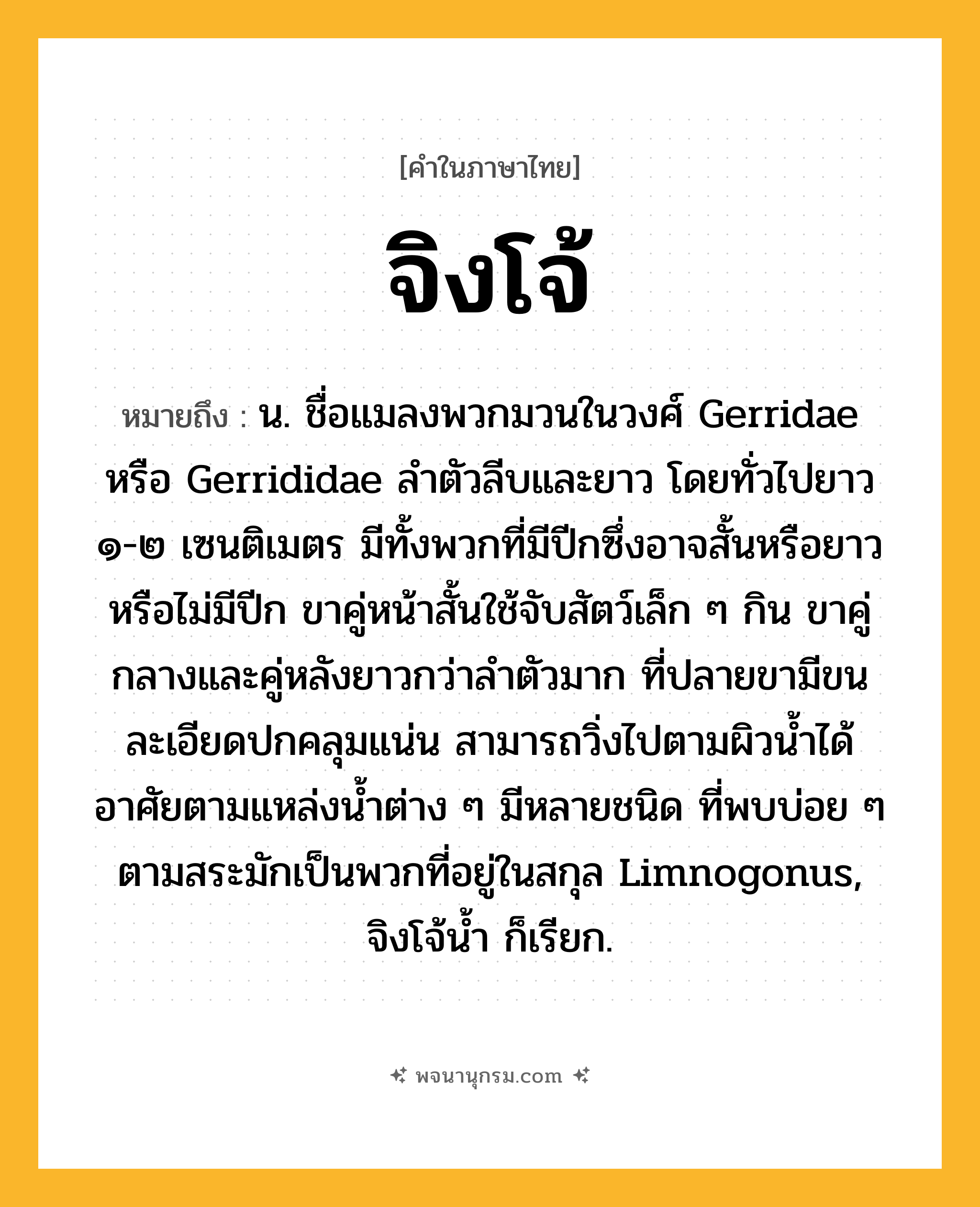 จิงโจ้ ความหมาย หมายถึงอะไร?, คำในภาษาไทย จิงโจ้ หมายถึง น. ชื่อแมลงพวกมวนในวงศ์ Gerridae หรือ Gerrididae ลําตัวลีบและยาว โดยทั่วไปยาว ๑-๒ เซนติเมตร มีทั้งพวกที่มีปีกซึ่งอาจสั้นหรือยาวหรือไม่มีปีก ขาคู่หน้าสั้นใช้จับสัตว์เล็ก ๆ กิน ขาคู่กลางและคู่หลังยาวกว่าลําตัวมาก ที่ปลายขามีขนละเอียดปกคลุมแน่น สามารถวิ่งไปตามผิวนํ้าได้ อาศัยตามแหล่งนํ้าต่าง ๆ มีหลายชนิด ที่พบบ่อย ๆ ตามสระมักเป็นพวกที่อยู่ในสกุล Limnogonus, จิงโจ้นํ้า ก็เรียก.