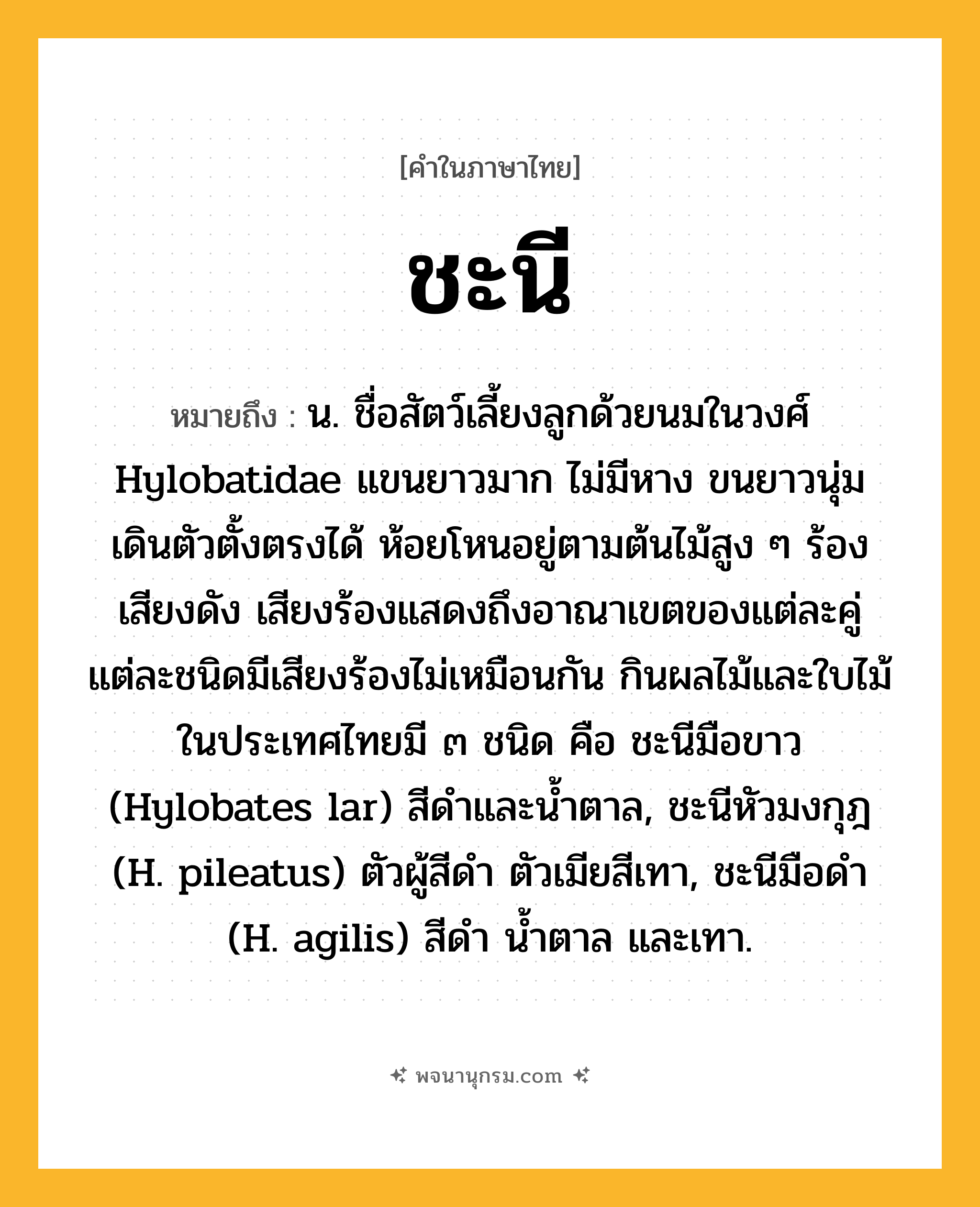 ชะนี ความหมาย หมายถึงอะไร?, คำในภาษาไทย ชะนี หมายถึง น. ชื่อสัตว์เลี้ยงลูกด้วยนมในวงศ์ Hylobatidae แขนยาวมาก ไม่มีหาง ขนยาวนุ่ม เดินตัวตั้งตรงได้ ห้อยโหนอยู่ตามต้นไม้สูง ๆ ร้องเสียงดัง เสียงร้องแสดงถึงอาณาเขตของแต่ละคู่ แต่ละชนิดมีเสียงร้องไม่เหมือนกัน กินผลไม้และใบไม้ ในประเทศไทยมี ๓ ชนิด คือ ชะนีมือขาว (Hylobates lar) สีดําและนํ้าตาล, ชะนีหัวมงกุฎ (H. pileatus) ตัวผู้สีดํา ตัวเมียสีเทา, ชะนีมือดํา (H. agilis) สีดํา นํ้าตาล และเทา.
