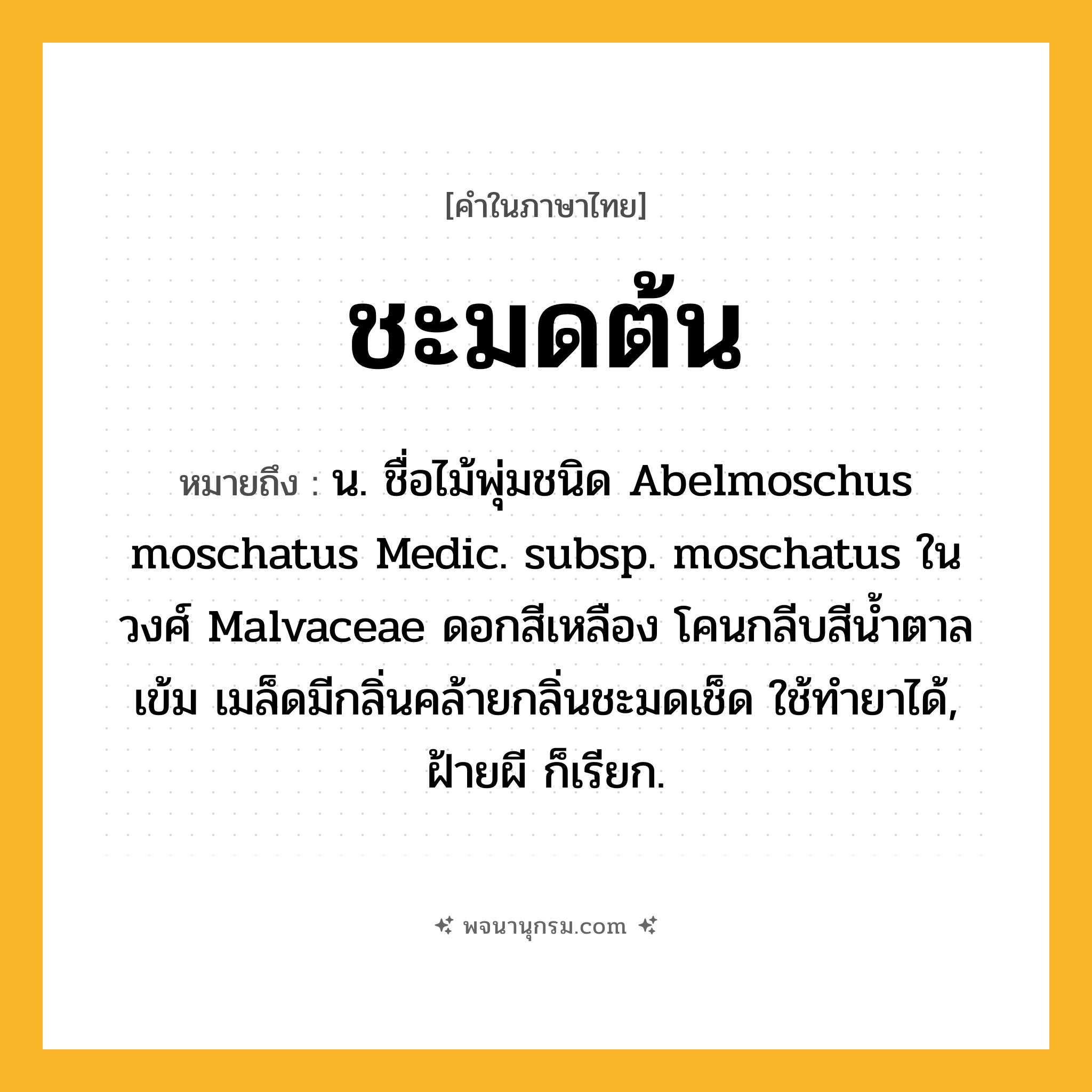 ชะมดต้น ความหมาย หมายถึงอะไร?, คำในภาษาไทย ชะมดต้น หมายถึง น. ชื่อไม้พุ่มชนิด Abelmoschus moschatus Medic. subsp. moschatus ในวงศ์ Malvaceae ดอกสีเหลือง โคนกลีบสีนํ้าตาลเข้ม เมล็ดมีกลิ่นคล้ายกลิ่นชะมดเช็ด ใช้ทํายาได้, ฝ้ายผี ก็เรียก.