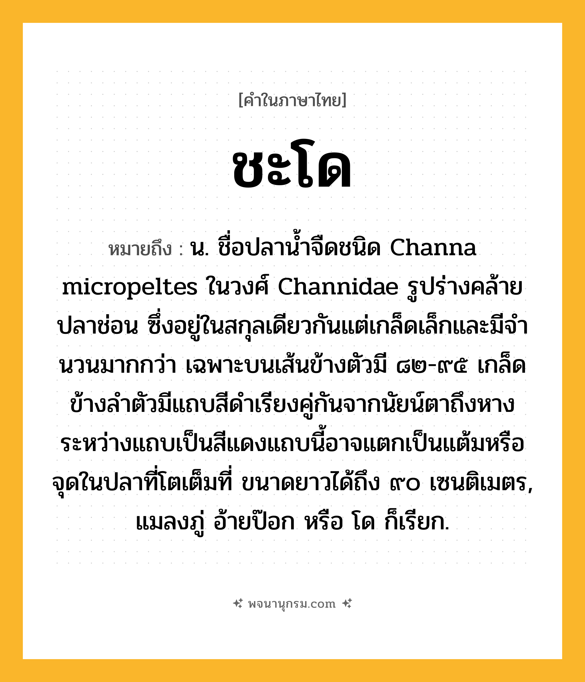 ชะโด ความหมาย หมายถึงอะไร?, คำในภาษาไทย ชะโด หมายถึง น. ชื่อปลานํ้าจืดชนิด Channa micropeltes ในวงศ์ Channidae รูปร่างคล้ายปลาช่อน ซึ่งอยู่ในสกุลเดียวกันแต่เกล็ดเล็กและมีจํานวนมากกว่า เฉพาะบนเส้นข้างตัวมี ๘๒-๙๕ เกล็ด ข้างลําตัวมีแถบสีดําเรียงคู่กันจากนัยน์ตาถึงหาง ระหว่างแถบเป็นสีแดงแถบนี้อาจแตกเป็นแต้มหรือจุดในปลาที่โตเต็มที่ ขนาดยาวได้ถึง ๙๐ เซนติเมตร, แมลงภู่ อ้ายป๊อก หรือ โด ก็เรียก.