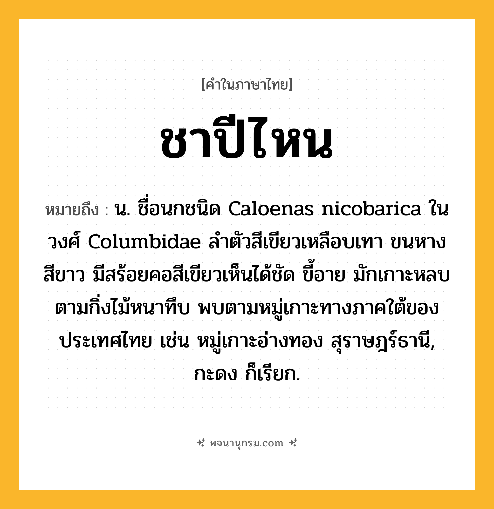 ชาปีไหน ความหมาย หมายถึงอะไร?, คำในภาษาไทย ชาปีไหน หมายถึง น. ชื่อนกชนิด Caloenas nicobarica ในวงศ์ Columbidae ลําตัวสีเขียวเหลือบเทา ขนหางสีขาว มีสร้อยคอสีเขียวเห็นได้ชัด ขี้อาย มักเกาะหลบตามกิ่งไม้หนาทึบ พบตามหมู่เกาะทางภาคใต้ของประเทศไทย เช่น หมู่เกาะอ่างทอง สุราษฎร์ธานี, กะดง ก็เรียก.
