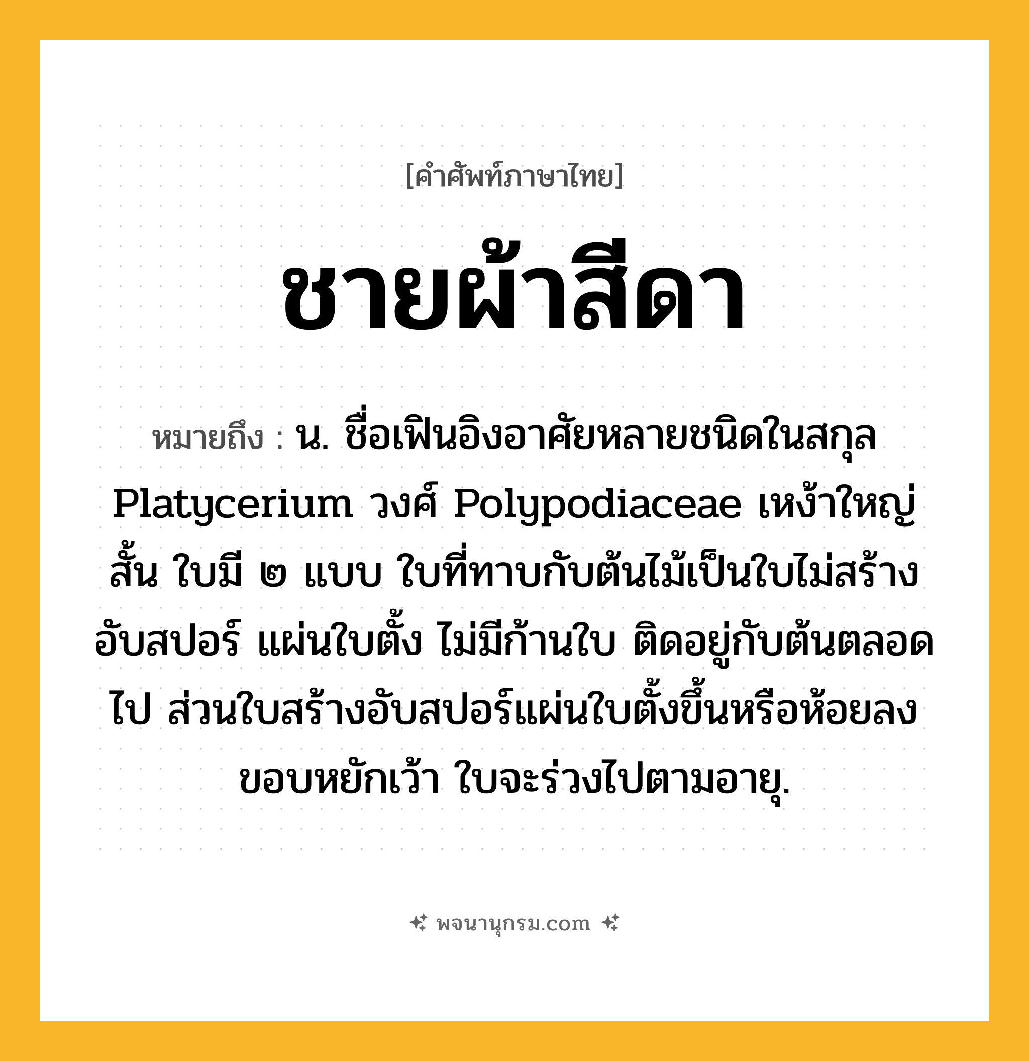 ชายผ้าสีดา ความหมาย หมายถึงอะไร?, คำในภาษาไทย ชายผ้าสีดา หมายถึง น. ชื่อเฟินอิงอาศัยหลายชนิดในสกุล Platycerium วงศ์ Polypodiaceae เหง้าใหญ่สั้น ใบมี ๒ แบบ ใบที่ทาบกับต้นไม้เป็นใบไม่สร้างอับสปอร์ แผ่นใบตั้ง ไม่มีก้านใบ ติดอยู่กับต้นตลอดไป ส่วนใบสร้างอับสปอร์แผ่นใบตั้งขึ้นหรือห้อยลง ขอบหยักเว้า ใบจะร่วงไปตามอายุ.