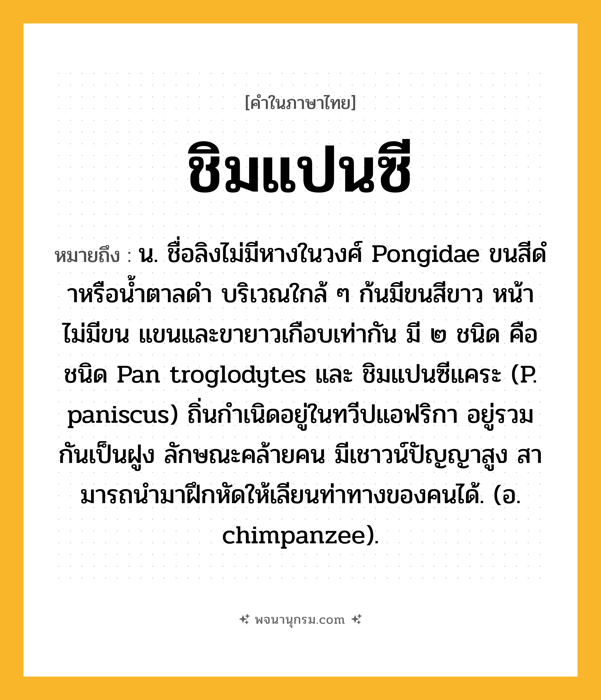 ชิมแปนซี ความหมาย หมายถึงอะไร?, คำในภาษาไทย ชิมแปนซี หมายถึง น. ชื่อลิงไม่มีหางในวงศ์ Pongidae ขนสีดําหรือน้ำตาลดำ บริเวณใกล้ ๆ ก้นมีขนสีขาว หน้าไม่มีขน แขนและขายาวเกือบเท่ากัน มี ๒ ชนิด คือ ชนิด Pan troglodytes และ ชิมแปนซีแคระ (P. paniscus) ถิ่นกําเนิดอยู่ในทวีปแอฟริกา อยู่รวมกันเป็นฝูง ลักษณะคล้ายคน มีเชาวน์ปัญญาสูง สามารถนํามาฝึกหัดให้เลียนท่าทางของคนได้. (อ. chimpanzee).