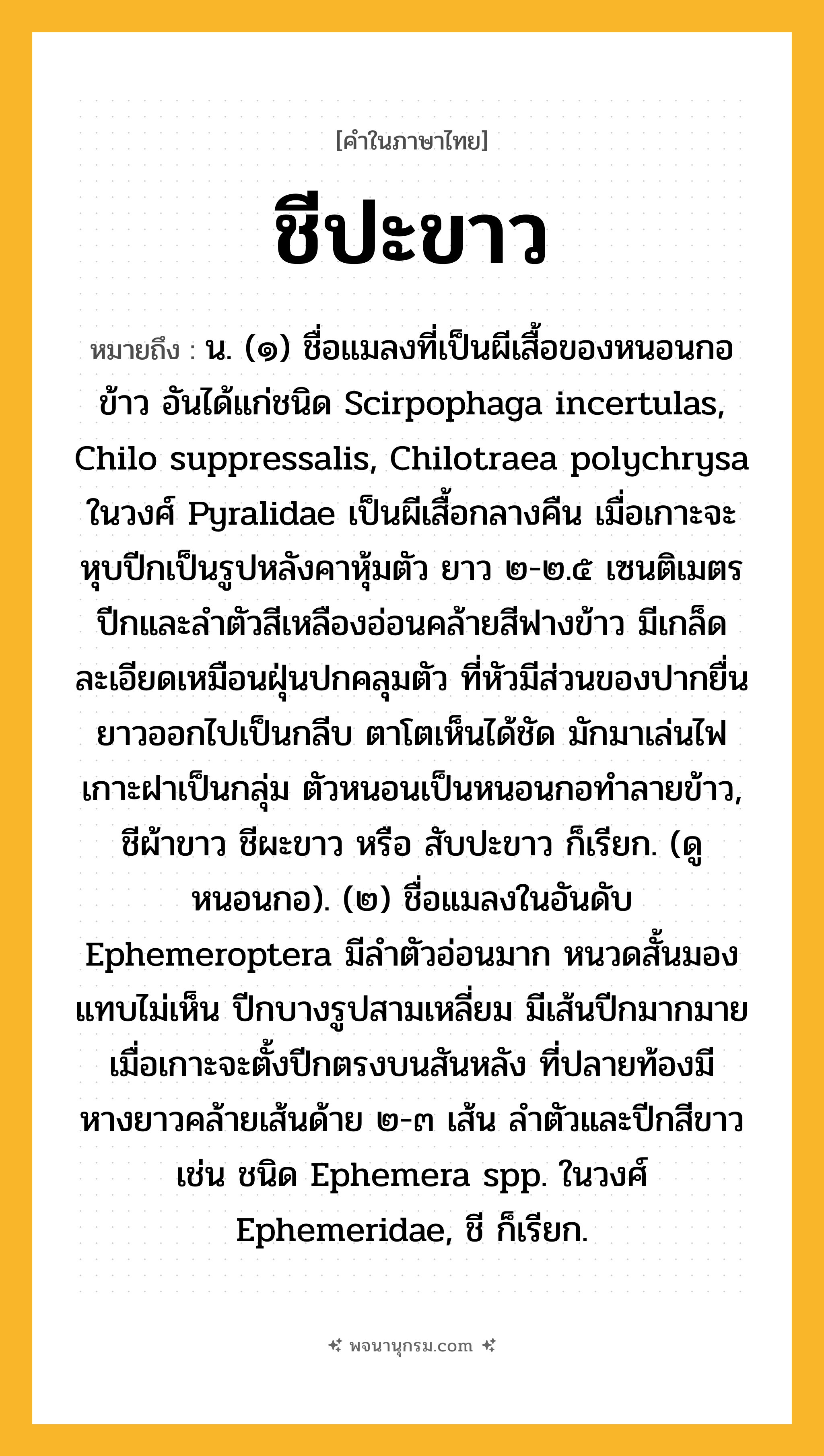 ชีปะขาว ความหมาย หมายถึงอะไร?, คำในภาษาไทย ชีปะขาว หมายถึง น. (๑) ชื่อแมลงที่เป็นผีเสื้อของหนอนกอข้าว อันได้แก่ชนิด Scirpophaga incertulas, Chilo suppressalis, Chilotraea polychrysa ในวงศ์ Pyralidae เป็นผีเสื้อกลางคืน เมื่อเกาะจะหุบปีกเป็นรูปหลังคาหุ้มตัว ยาว ๒-๒.๕ เซนติเมตร ปีกและลําตัวสีเหลืองอ่อนคล้ายสีฟางข้าว มีเกล็ดละเอียดเหมือนฝุ่นปกคลุมตัว ที่หัวมีส่วนของปากยื่นยาวออกไปเป็นกลีบ ตาโตเห็นได้ชัด มักมาเล่นไฟ เกาะฝาเป็นกลุ่ม ตัวหนอนเป็นหนอนกอทําลายข้าว, ชีผ้าขาว ชีผะขาว หรือ สับปะขาว ก็เรียก. (ดู หนอนกอ). (๒) ชื่อแมลงในอันดับ Ephemeroptera มีลําตัวอ่อนมาก หนวดสั้นมองแทบไม่เห็น ปีกบางรูปสามเหลี่ยม มีเส้นปีกมากมาย เมื่อเกาะจะตั้งปีกตรงบนสันหลัง ที่ปลายท้องมีหางยาวคล้ายเส้นด้าย ๒-๓ เส้น ลําตัวและปีกสีขาว เช่น ชนิด Ephemera spp. ในวงศ์ Ephemeridae, ชี ก็เรียก.