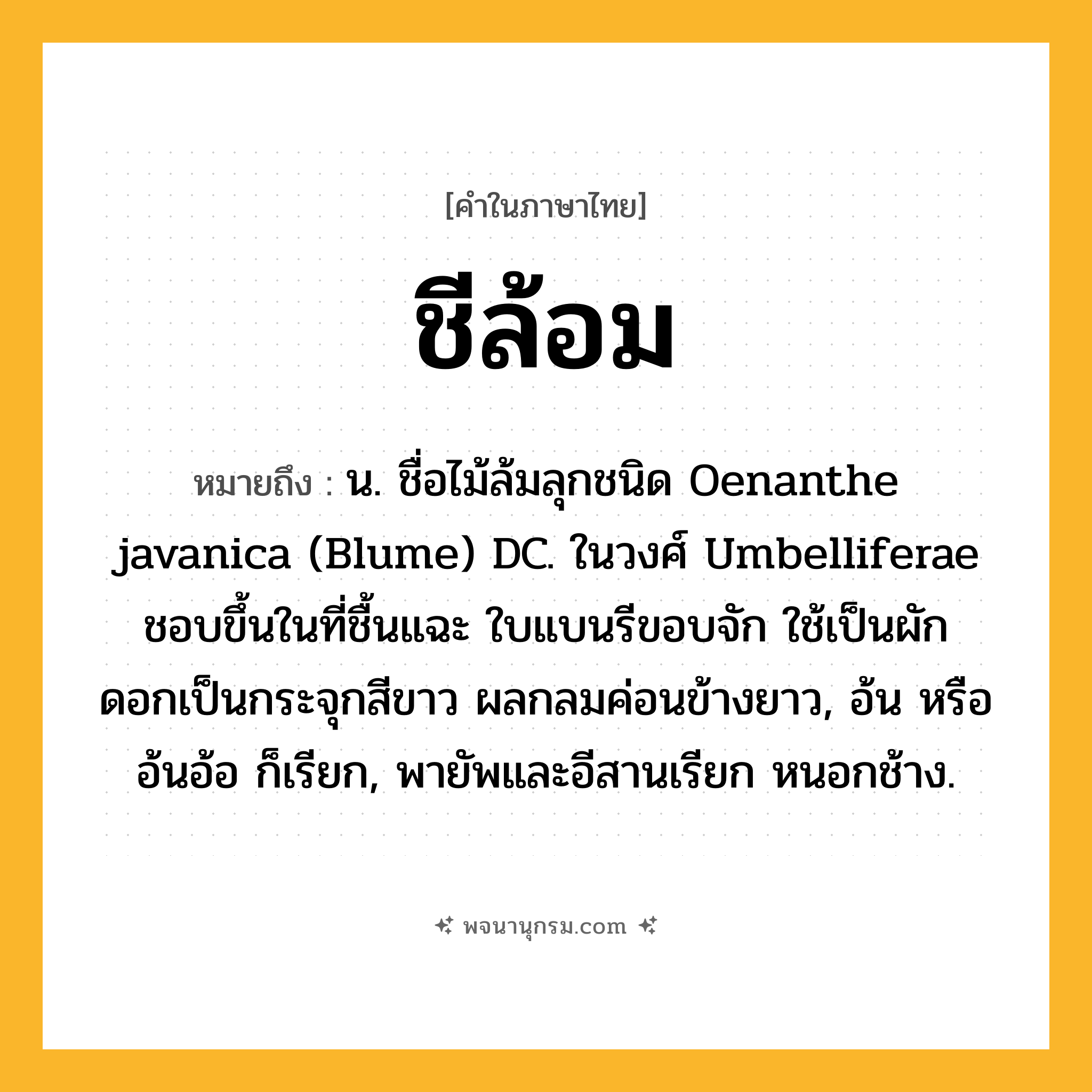 ชีล้อม ความหมาย หมายถึงอะไร?, คำในภาษาไทย ชีล้อม หมายถึง น. ชื่อไม้ล้มลุกชนิด Oenanthe javanica (Blume) DC. ในวงศ์ Umbelliferae ชอบขึ้นในที่ชื้นแฉะ ใบแบนรีขอบจัก ใช้เป็นผัก ดอกเป็นกระจุกสีขาว ผลกลมค่อนข้างยาว, อ้น หรือ อ้นอ้อ ก็เรียก, พายัพและอีสานเรียก หนอกช้าง.