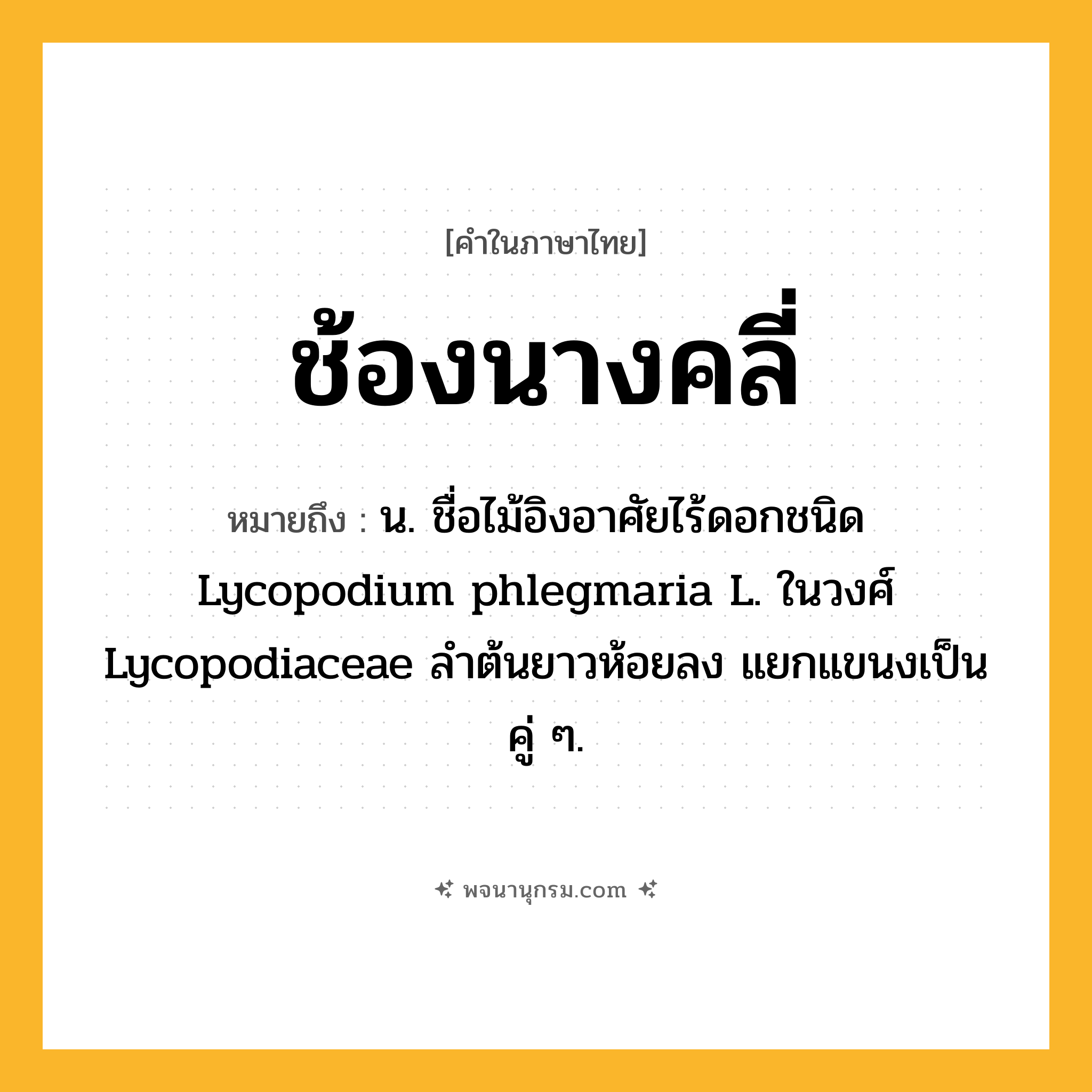 ช้องนางคลี่ ความหมาย หมายถึงอะไร?, คำในภาษาไทย ช้องนางคลี่ หมายถึง น. ชื่อไม้อิงอาศัยไร้ดอกชนิด Lycopodium phlegmaria L. ในวงศ์ Lycopodiaceae ลําต้นยาวห้อยลง แยกแขนงเป็นคู่ ๆ.