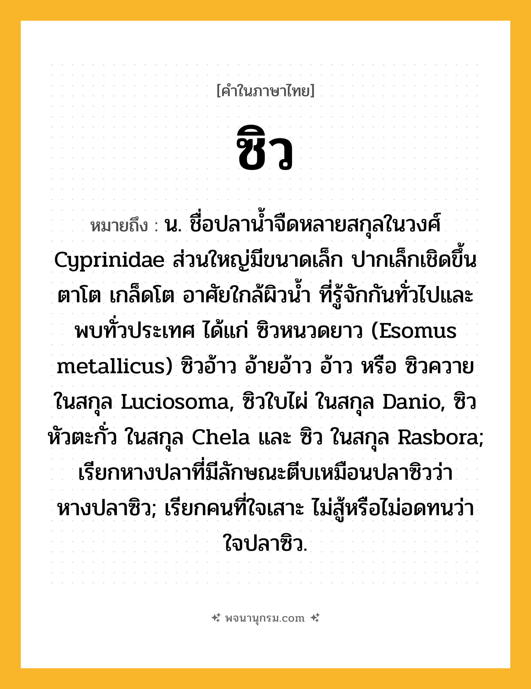 ซิว ความหมาย หมายถึงอะไร?, คำในภาษาไทย ซิว หมายถึง น. ชื่อปลานํ้าจืดหลายสกุลในวงศ์ Cyprinidae ส่วนใหญ่มีขนาดเล็ก ปากเล็กเชิดขึ้น ตาโต เกล็ดโต อาศัยใกล้ผิวนํ้า ที่รู้จักกันทั่วไปและพบทั่วประเทศ ได้แก่ ซิวหนวดยาว (Esomus metallicus) ซิวอ้าว อ้ายอ้าว อ้าว หรือ ซิวควาย ในสกุล Luciosoma, ซิวใบไผ่ ในสกุล Danio, ซิวหัวตะกั่ว ในสกุล Chela และ ซิว ในสกุล Rasbora; เรียกหางปลาที่มีลักษณะตีบเหมือนปลาซิวว่า หางปลาซิว; เรียกคนที่ใจเสาะ ไม่สู้หรือไม่อดทนว่า ใจปลาซิว.