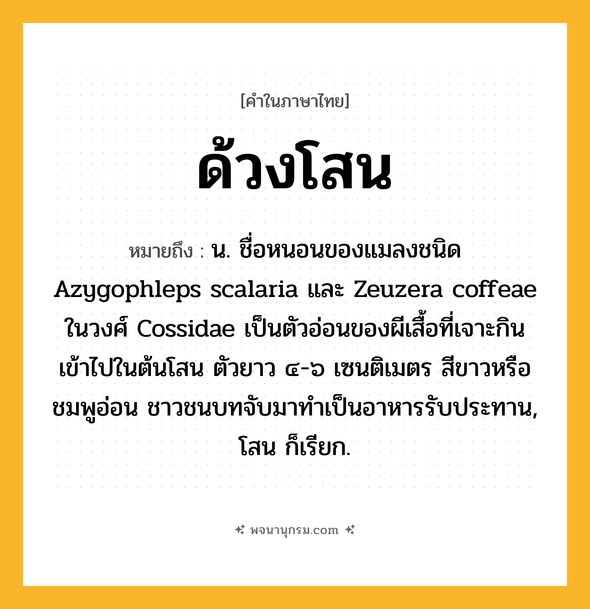 ด้วงโสน ความหมาย หมายถึงอะไร?, คำในภาษาไทย ด้วงโสน หมายถึง น. ชื่อหนอนของแมลงชนิด Azygophleps scalaria และ Zeuzera coffeae ในวงศ์ Cossidae เป็นตัวอ่อนของผีเสื้อที่เจาะกินเข้าไปในต้นโสน ตัวยาว ๔-๖ เซนติเมตร สีขาวหรือชมพูอ่อน ชาวชนบทจับมาทําเป็นอาหารรับประทาน, โสน ก็เรียก.