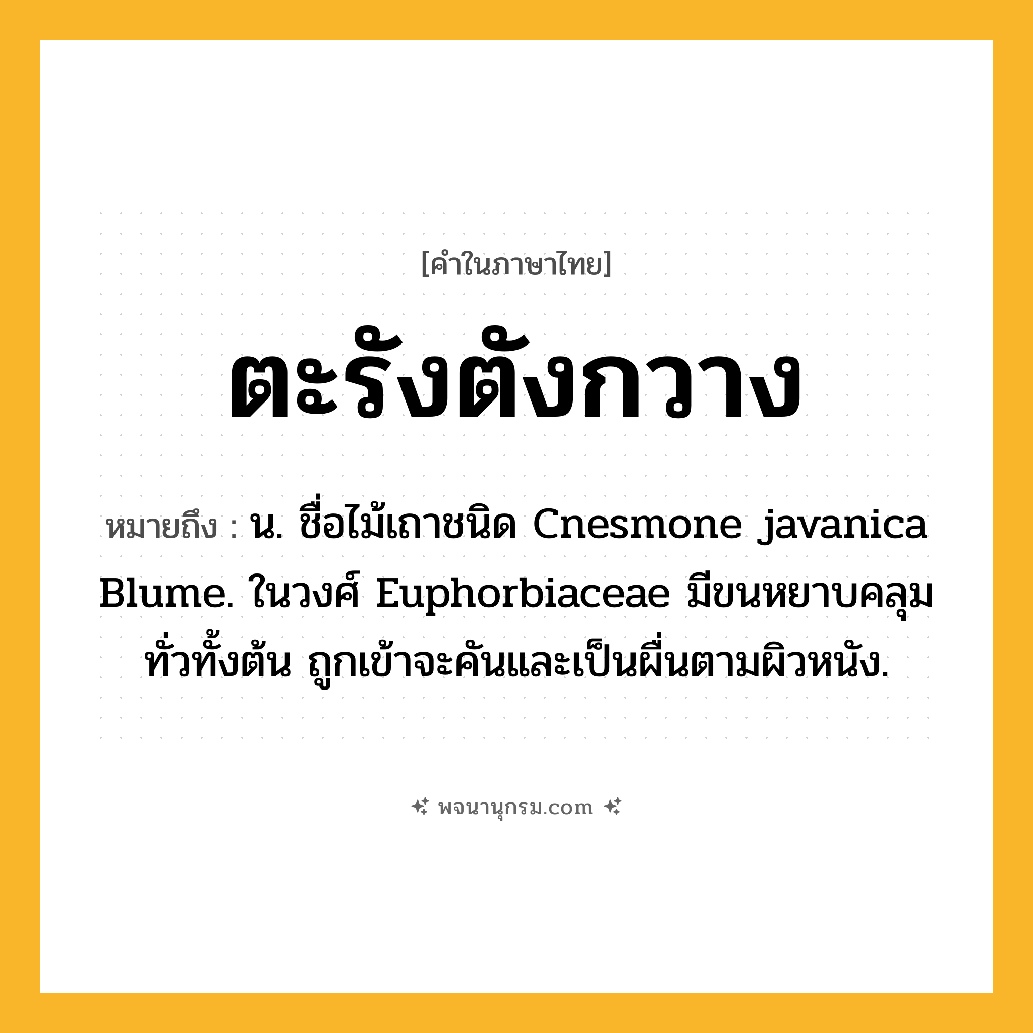 ตะรังตังกวาง ความหมาย หมายถึงอะไร?, คำในภาษาไทย ตะรังตังกวาง หมายถึง น. ชื่อไม้เถาชนิด Cnesmone javanica Blume. ในวงศ์ Euphorbiaceae มีขนหยาบคลุมทั่วทั้งต้น ถูกเข้าจะคันและเป็นผื่นตามผิวหนัง.