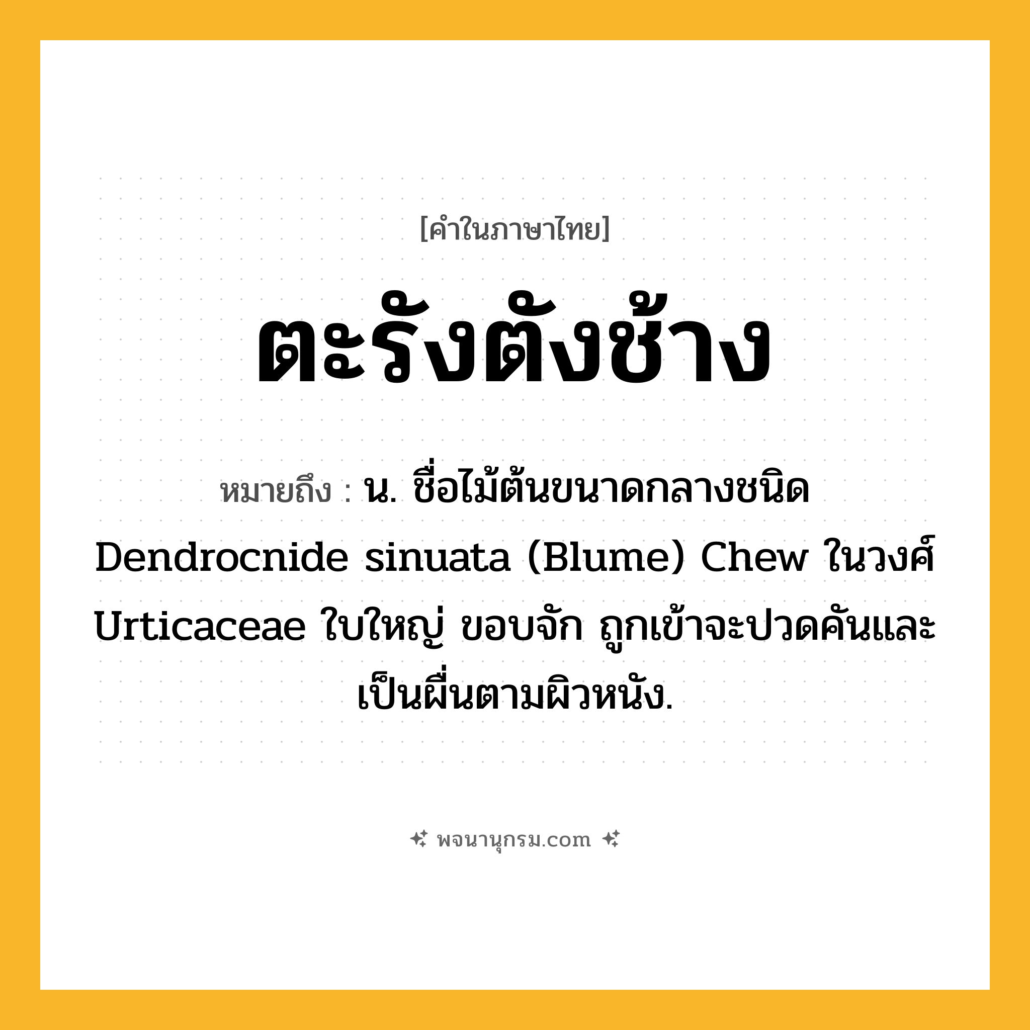 ตะรังตังช้าง ความหมาย หมายถึงอะไร?, คำในภาษาไทย ตะรังตังช้าง หมายถึง น. ชื่อไม้ต้นขนาดกลางชนิด Dendrocnide sinuata (Blume) Chew ในวงศ์ Urticaceae ใบใหญ่ ขอบจัก ถูกเข้าจะปวดคันและเป็นผื่นตามผิวหนัง.
