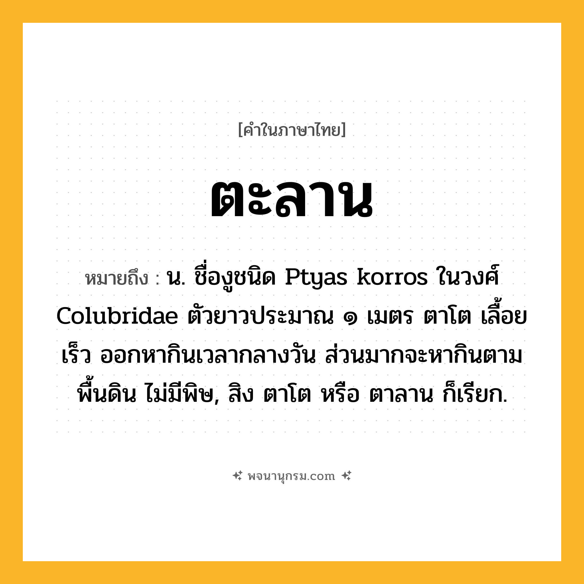 ตะลาน ความหมาย หมายถึงอะไร?, คำในภาษาไทย ตะลาน หมายถึง น. ชื่องูชนิด Ptyas korros ในวงศ์ Colubridae ตัวยาวประมาณ ๑ เมตร ตาโต เลื้อยเร็ว ออกหากินเวลากลางวัน ส่วนมากจะหากินตามพื้นดิน ไม่มีพิษ, สิง ตาโต หรือ ตาลาน ก็เรียก.