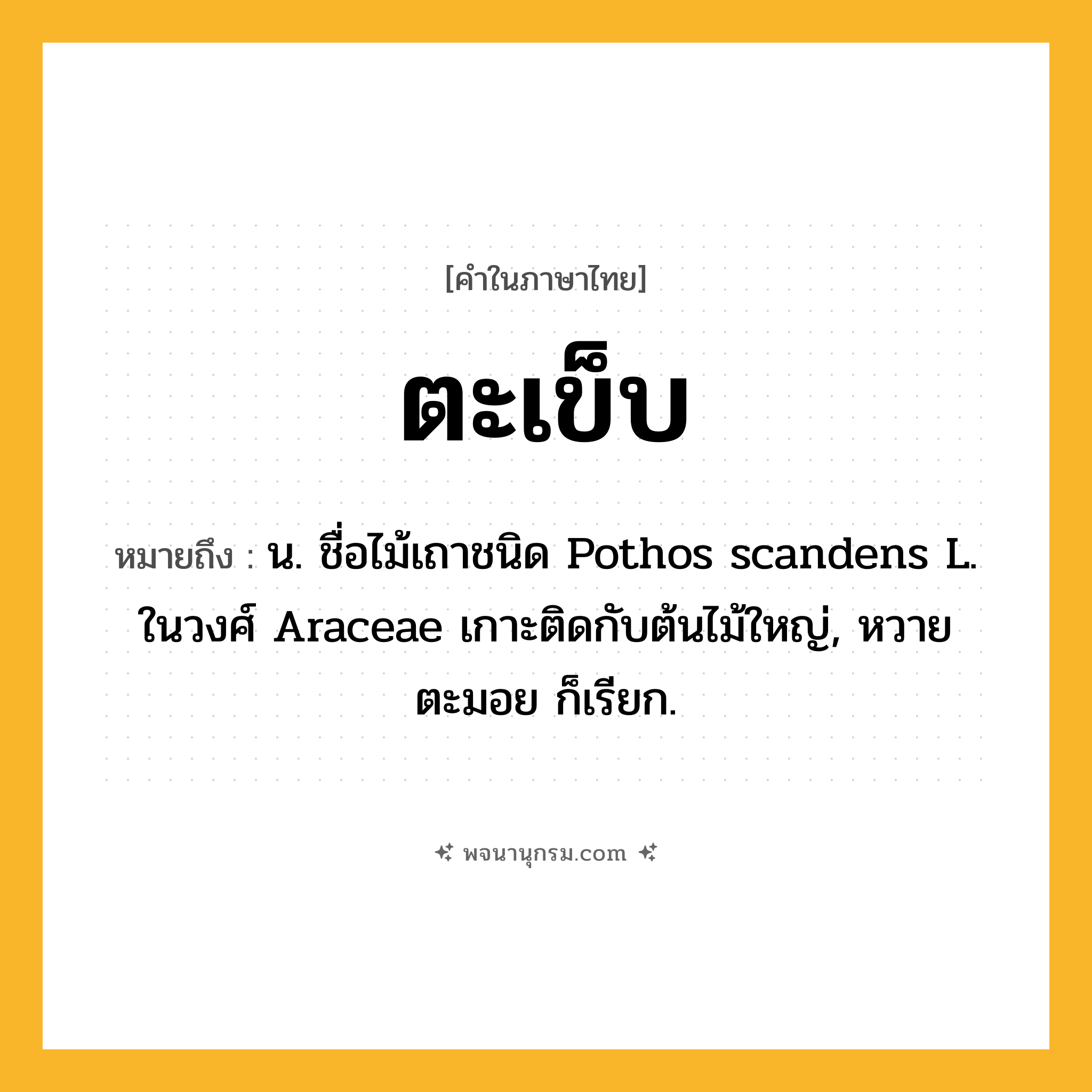 ตะเข็บ ความหมาย หมายถึงอะไร?, คำในภาษาไทย ตะเข็บ หมายถึง น. ชื่อไม้เถาชนิด Pothos scandens L. ในวงศ์ Araceae เกาะติดกับต้นไม้ใหญ่, หวายตะมอย ก็เรียก.