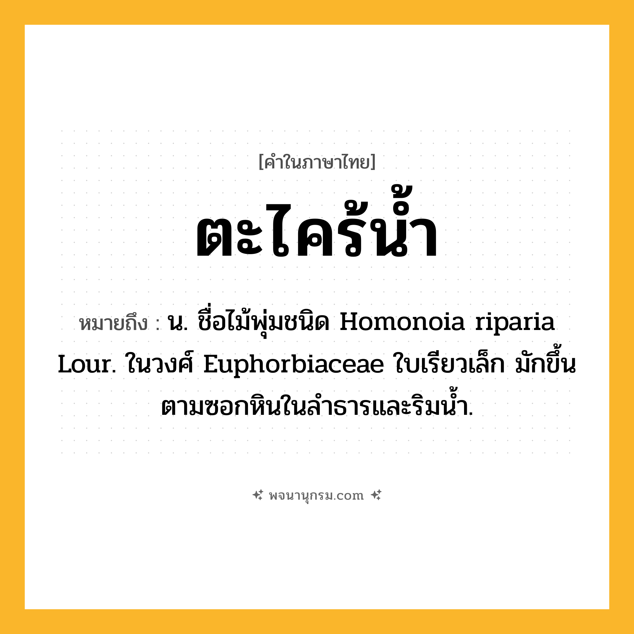 ตะไคร้น้ำ ความหมาย หมายถึงอะไร?, คำในภาษาไทย ตะไคร้น้ำ หมายถึง น. ชื่อไม้พุ่มชนิด Homonoia riparia Lour. ในวงศ์ Euphorbiaceae ใบเรียวเล็ก มักขึ้นตามซอกหินในลําธารและริมน้ำ.