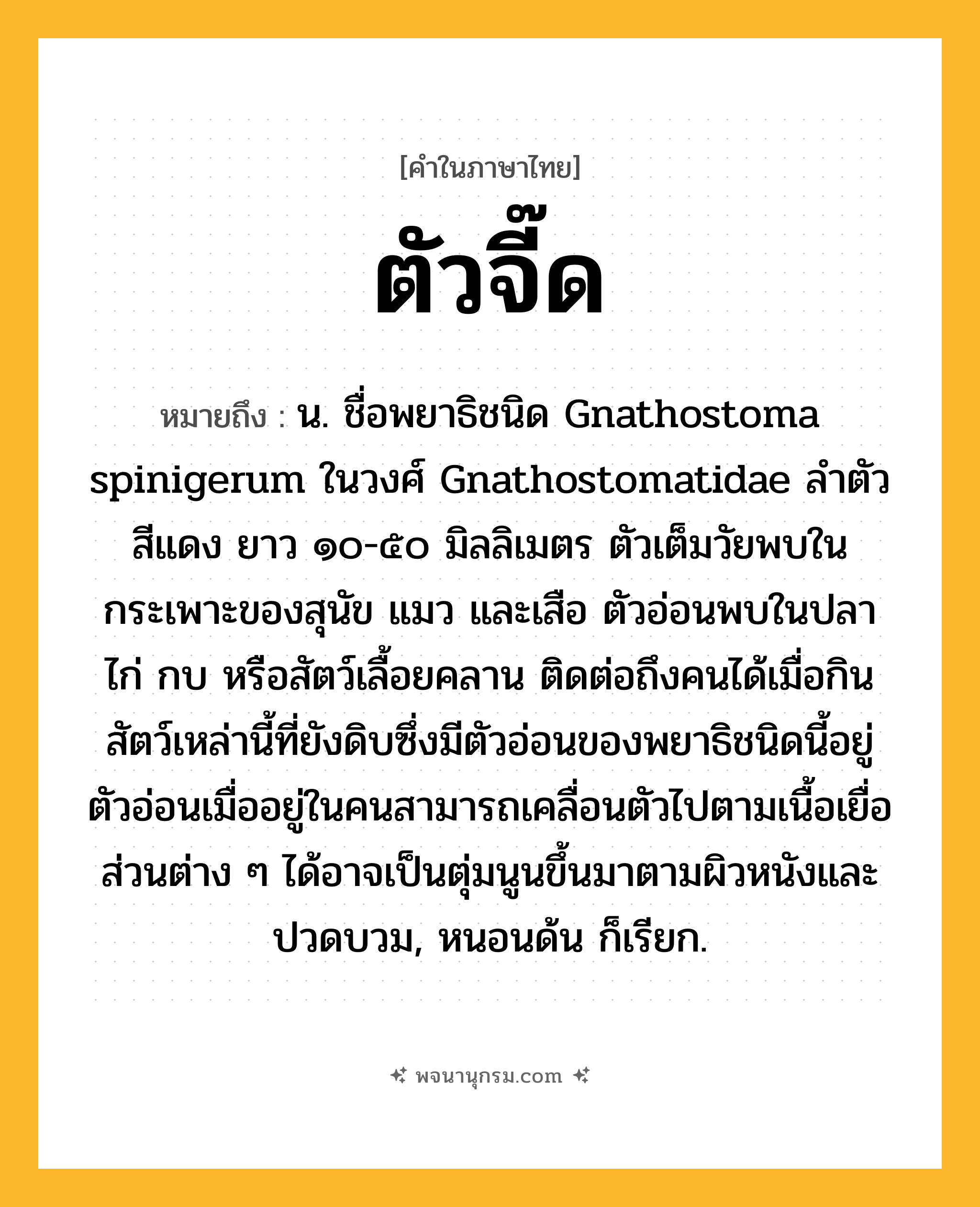 ตัวจี๊ด ความหมาย หมายถึงอะไร?, คำในภาษาไทย ตัวจี๊ด หมายถึง น. ชื่อพยาธิชนิด Gnathostoma spinigerum ในวงศ์ Gnathostomatidae ลําตัวสีแดง ยาว ๑๐-๕๐ มิลลิเมตร ตัวเต็มวัยพบในกระเพาะของสุนัข แมว และเสือ ตัวอ่อนพบในปลา ไก่ กบ หรือสัตว์เลื้อยคลาน ติดต่อถึงคนได้เมื่อกินสัตว์เหล่านี้ที่ยังดิบซึ่งมีตัวอ่อนของพยาธิชนิดนี้อยู่ ตัวอ่อนเมื่ออยู่ในคนสามารถเคลื่อนตัวไปตามเนื้อเยื่อส่วนต่าง ๆ ได้อาจเป็นตุ่มนูนขึ้นมาตามผิวหนังและปวดบวม, หนอนด้น ก็เรียก.