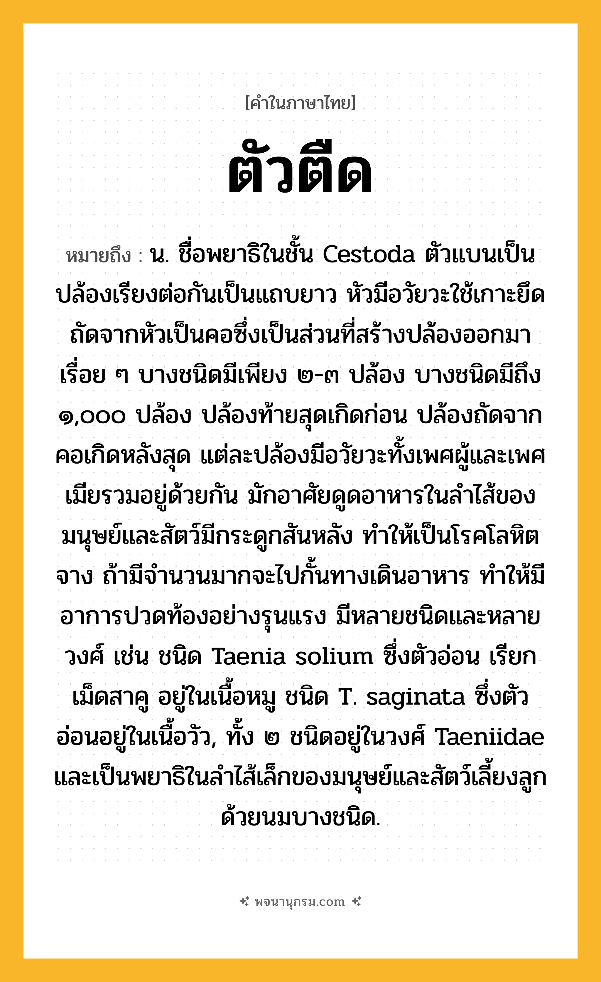 ตัวตืด ความหมาย หมายถึงอะไร?, คำในภาษาไทย ตัวตืด หมายถึง น. ชื่อพยาธิในชั้น Cestoda ตัวแบนเป็นปล้องเรียงต่อกันเป็นแถบยาว หัวมีอวัยวะใช้เกาะยึด ถัดจากหัวเป็นคอซึ่งเป็นส่วนที่สร้างปล้องออกมาเรื่อย ๆ บางชนิดมีเพียง ๒-๓ ปล้อง บางชนิดมีถึง ๑,๐๐๐ ปล้อง ปล้องท้ายสุดเกิดก่อน ปล้องถัดจากคอเกิดหลังสุด แต่ละปล้องมีอวัยวะทั้งเพศผู้และเพศเมียรวมอยู่ด้วยกัน มักอาศัยดูดอาหารในลําไส้ของมนุษย์และสัตว์มีกระดูกสันหลัง ทําให้เป็นโรคโลหิตจาง ถ้ามีจํานวนมากจะไปกั้นทางเดินอาหาร ทําให้มีอาการปวดท้องอย่างรุนแรง มีหลายชนิดและหลายวงศ์ เช่น ชนิด Taenia solium ซึ่งตัวอ่อน เรียก เม็ดสาคู อยู่ในเนื้อหมู ชนิด T. saginata ซึ่งตัวอ่อนอยู่ในเนื้อวัว, ทั้ง ๒ ชนิดอยู่ในวงศ์ Taeniidae และเป็นพยาธิในลําไส้เล็กของมนุษย์และสัตว์เลี้ยงลูกด้วยนมบางชนิด.