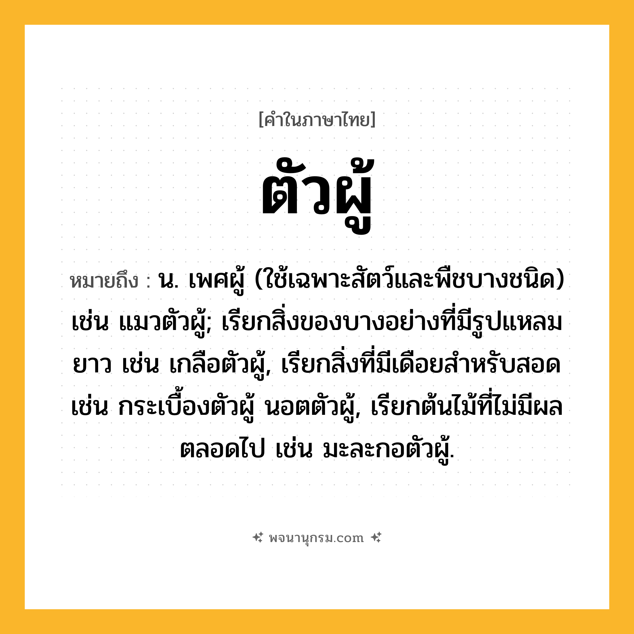 ตัวผู้ ความหมาย หมายถึงอะไร?, คำในภาษาไทย ตัวผู้ หมายถึง น. เพศผู้ (ใช้เฉพาะสัตว์และพืชบางชนิด) เช่น แมวตัวผู้; เรียกสิ่งของบางอย่างที่มีรูปแหลมยาว เช่น เกลือตัวผู้, เรียกสิ่งที่มีเดือยสําหรับสอด เช่น กระเบื้องตัวผู้ นอตตัวผู้, เรียกต้นไม้ที่ไม่มีผลตลอดไป เช่น มะละกอตัวผู้.