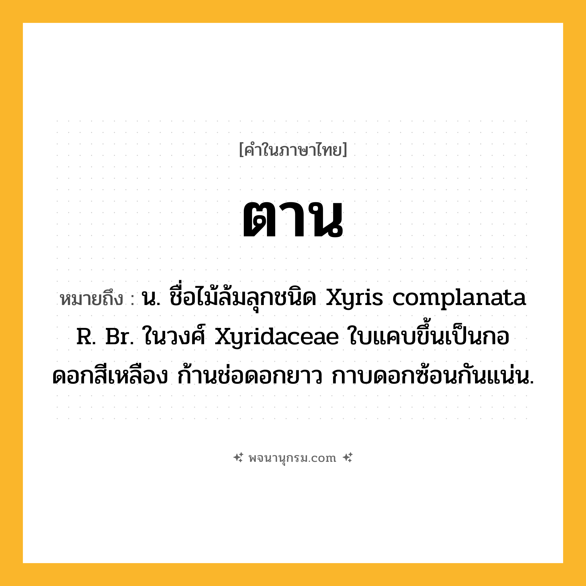 ตาน ความหมาย หมายถึงอะไร?, คำในภาษาไทย ตาน หมายถึง น. ชื่อไม้ล้มลุกชนิด Xyris complanata R. Br. ในวงศ์ Xyridaceae ใบแคบขึ้นเป็นกอ ดอกสีเหลือง ก้านช่อดอกยาว กาบดอกซ้อนกันแน่น.
