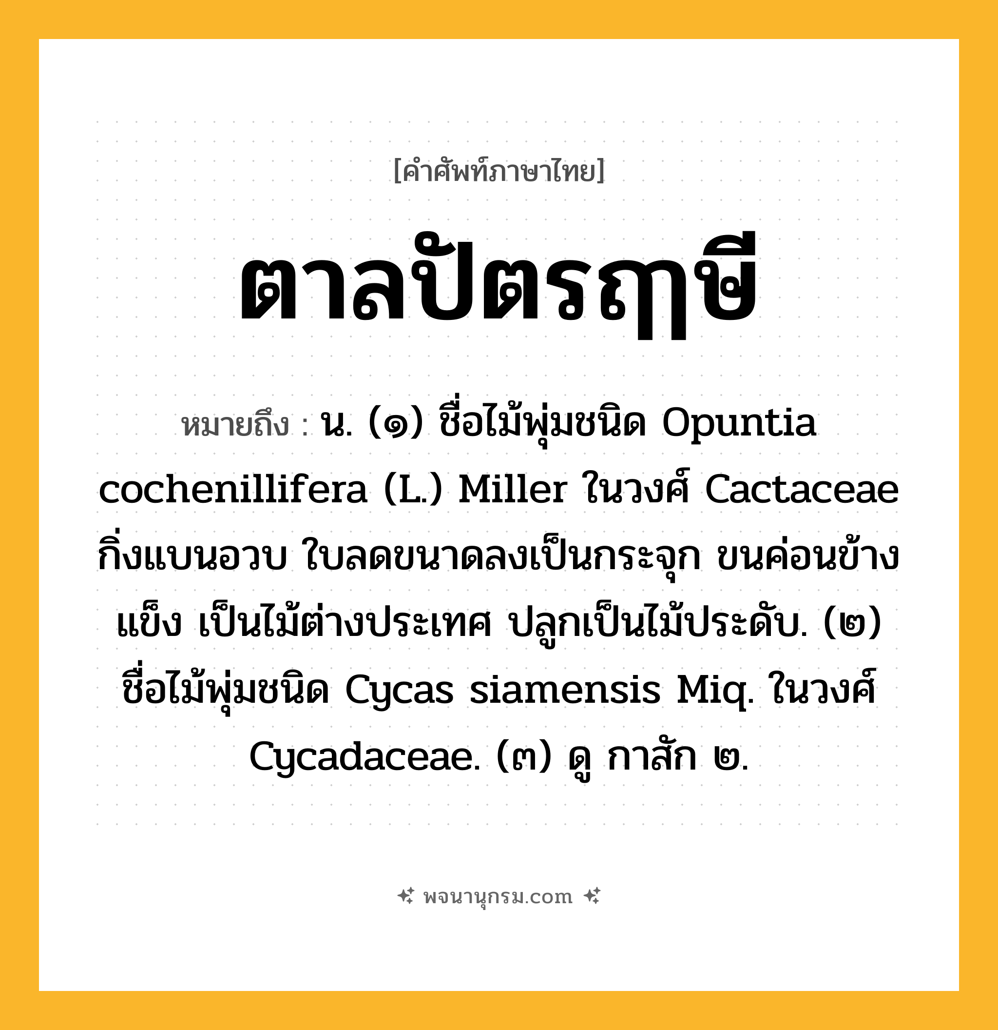 ตาลปัตรฤๅษี ความหมาย หมายถึงอะไร?, คำในภาษาไทย ตาลปัตรฤๅษี หมายถึง น. (๑) ชื่อไม้พุ่มชนิด Opuntia cochenillifera (L.) Miller ในวงศ์ Cactaceae กิ่งแบนอวบ ใบลดขนาดลงเป็นกระจุก ขนค่อนข้างแข็ง เป็นไม้ต่างประเทศ ปลูกเป็นไม้ประดับ. (๒) ชื่อไม้พุ่มชนิด Cycas siamensis Miq. ในวงศ์ Cycadaceae. (๓) ดู กาสัก ๒.