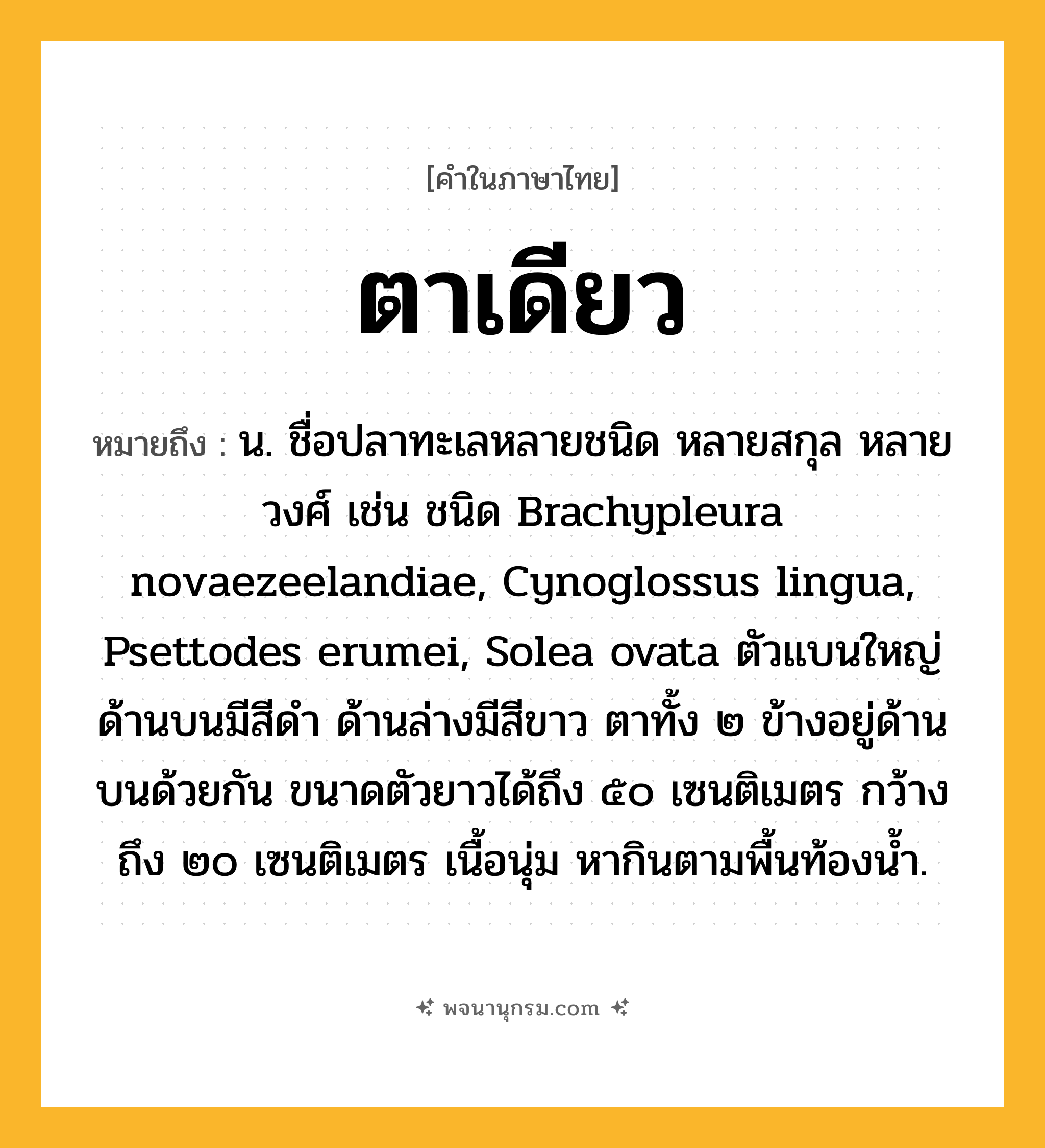 ตาเดียว ความหมาย หมายถึงอะไร?, คำในภาษาไทย ตาเดียว หมายถึง น. ชื่อปลาทะเลหลายชนิด หลายสกุล หลายวงศ์ เช่น ชนิด Brachypleura novaezeelandiae, Cynoglossus lingua, Psettodes erumei, Solea ovata ตัวแบนใหญ่ ด้านบนมีสีดำ ด้านล่างมีสีขาว ตาทั้ง ๒ ข้างอยู่ด้านบนด้วยกัน ขนาดตัวยาวได้ถึง ๕๐ เซนติเมตร กว้างถึง ๒๐ เซนติเมตร เนื้อนุ่ม หากินตามพื้นท้องน้ำ.