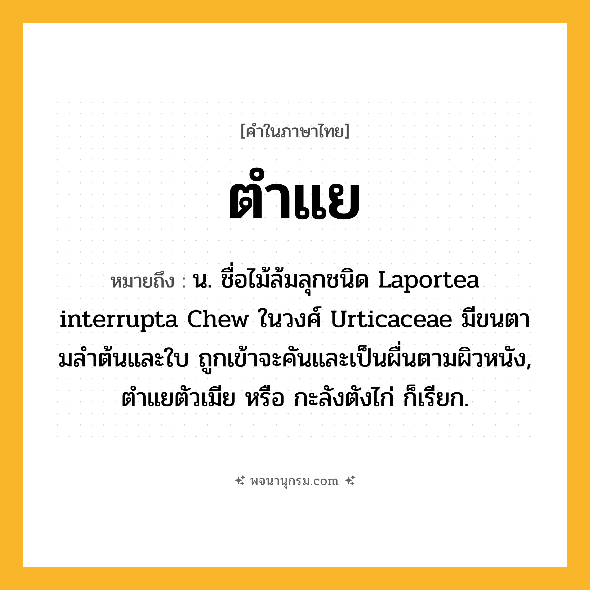 ตำแย ความหมาย หมายถึงอะไร?, คำในภาษาไทย ตำแย หมายถึง น. ชื่อไม้ล้มลุกชนิด Laportea interrupta Chew ในวงศ์ Urticaceae มีขนตามลําต้นและใบ ถูกเข้าจะคันและเป็นผื่นตามผิวหนัง, ตําแยตัวเมีย หรือ กะลังตังไก่ ก็เรียก.