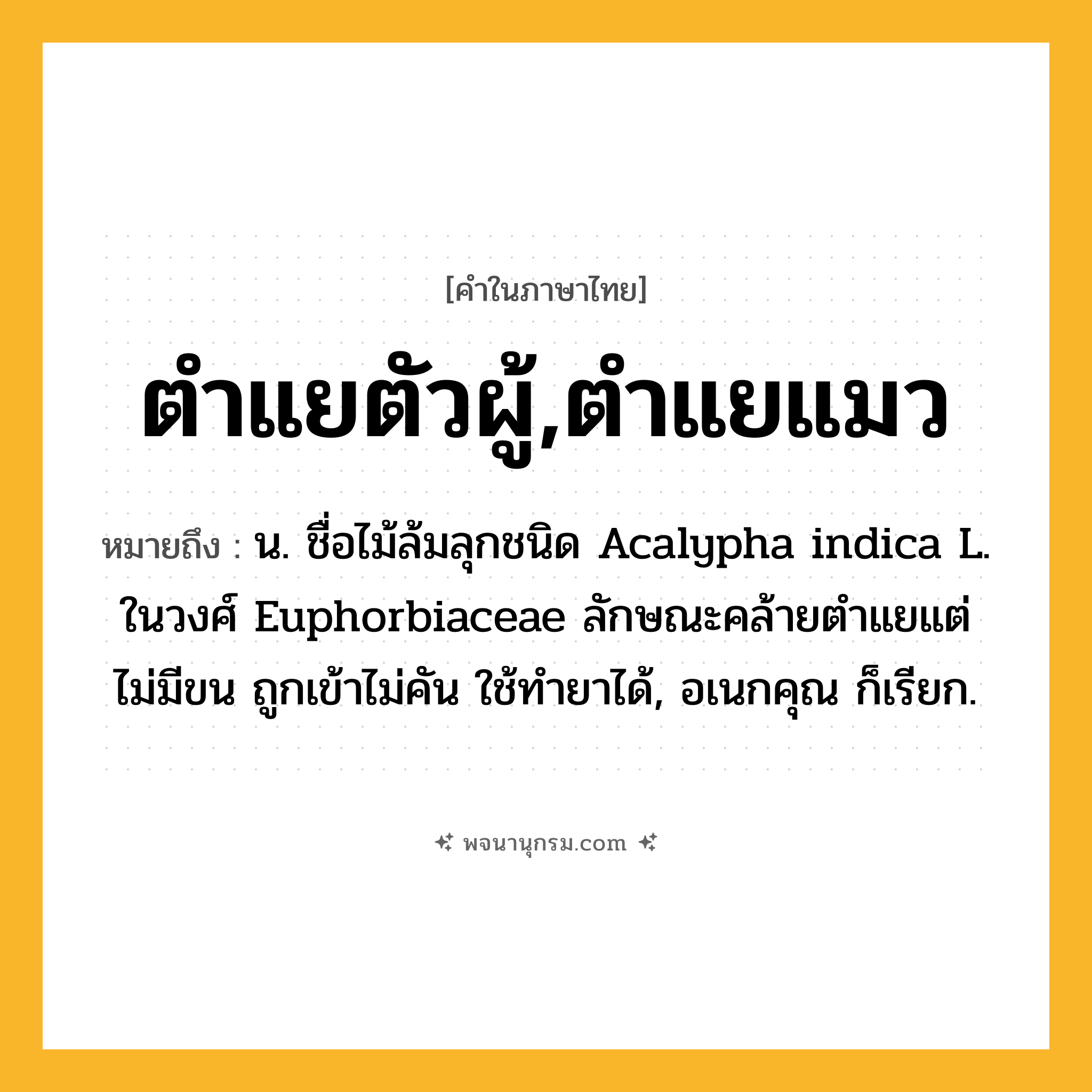 ตำแยตัวผู้,ตำแยแมว ความหมาย หมายถึงอะไร?, คำในภาษาไทย ตำแยตัวผู้,ตำแยแมว หมายถึง น. ชื่อไม้ล้มลุกชนิด Acalypha indica L. ในวงศ์ Euphorbiaceae ลักษณะคล้ายตําแยแต่ไม่มีขน ถูกเข้าไม่คัน ใช้ทํายาได้, อเนกคุณ ก็เรียก.