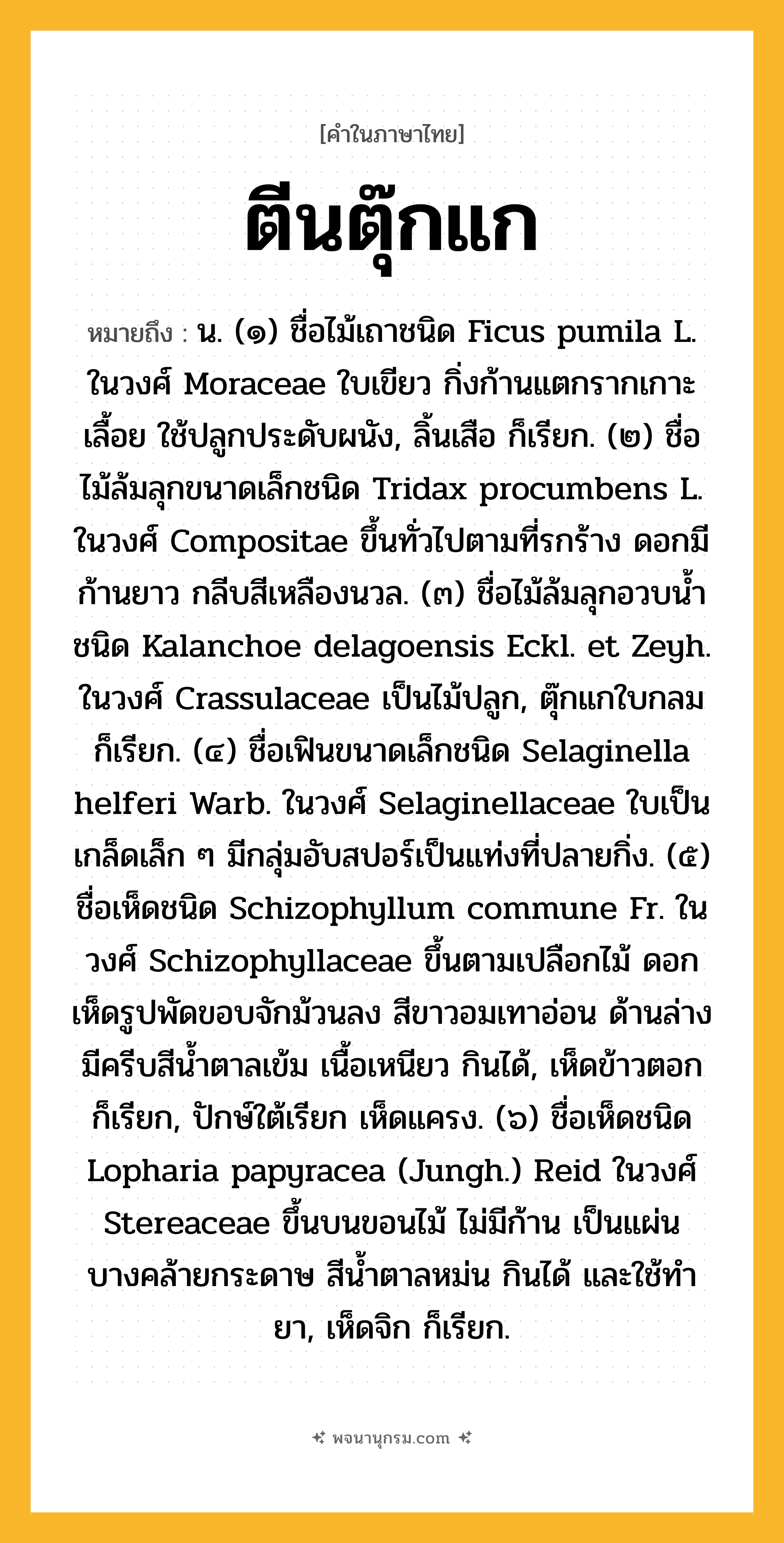 ตีนตุ๊กแก ความหมาย หมายถึงอะไร?, คำในภาษาไทย ตีนตุ๊กแก หมายถึง น. (๑) ชื่อไม้เถาชนิด Ficus pumila L. ในวงศ์ Moraceae ใบเขียว กิ่งก้านแตกรากเกาะเลื้อย ใช้ปลูกประดับผนัง, ลิ้นเสือ ก็เรียก. (๒) ชื่อไม้ล้มลุกขนาดเล็กชนิด Tridax procumbens L. ในวงศ์ Compositae ขึ้นทั่วไปตามที่รกร้าง ดอกมีก้านยาว กลีบสีเหลืองนวล. (๓) ชื่อไม้ล้มลุกอวบนํ้าชนิด Kalanchoe delagoensis Eckl. et Zeyh. ในวงศ์ Crassulaceae เป็นไม้ปลูก, ตุ๊กแกใบกลม ก็เรียก. (๔) ชื่อเฟินขนาดเล็กชนิด Selaginella helferi Warb. ในวงศ์ Selaginellaceae ใบเป็นเกล็ดเล็ก ๆ มีกลุ่มอับสปอร์เป็นแท่งที่ปลายกิ่ง. (๕) ชื่อเห็ดชนิด Schizophyllum commune Fr. ในวงศ์ Schizophyllaceae ขึ้นตามเปลือกไม้ ดอกเห็ดรูปพัดขอบจักม้วนลง สีขาวอมเทาอ่อน ด้านล่างมีครีบสีนํ้าตาลเข้ม เนื้อเหนียว กินได้, เห็ดข้าวตอก ก็เรียก, ปักษ์ใต้เรียก เห็ดแครง. (๖) ชื่อเห็ดชนิด Lopharia papyracea (Jungh.) Reid ในวงศ์ Stereaceae ขึ้นบนขอนไม้ ไม่มีก้าน เป็นแผ่นบางคล้ายกระดาษ สีนํ้าตาลหม่น กินได้ และใช้ทํายา, เห็ดจิก ก็เรียก.