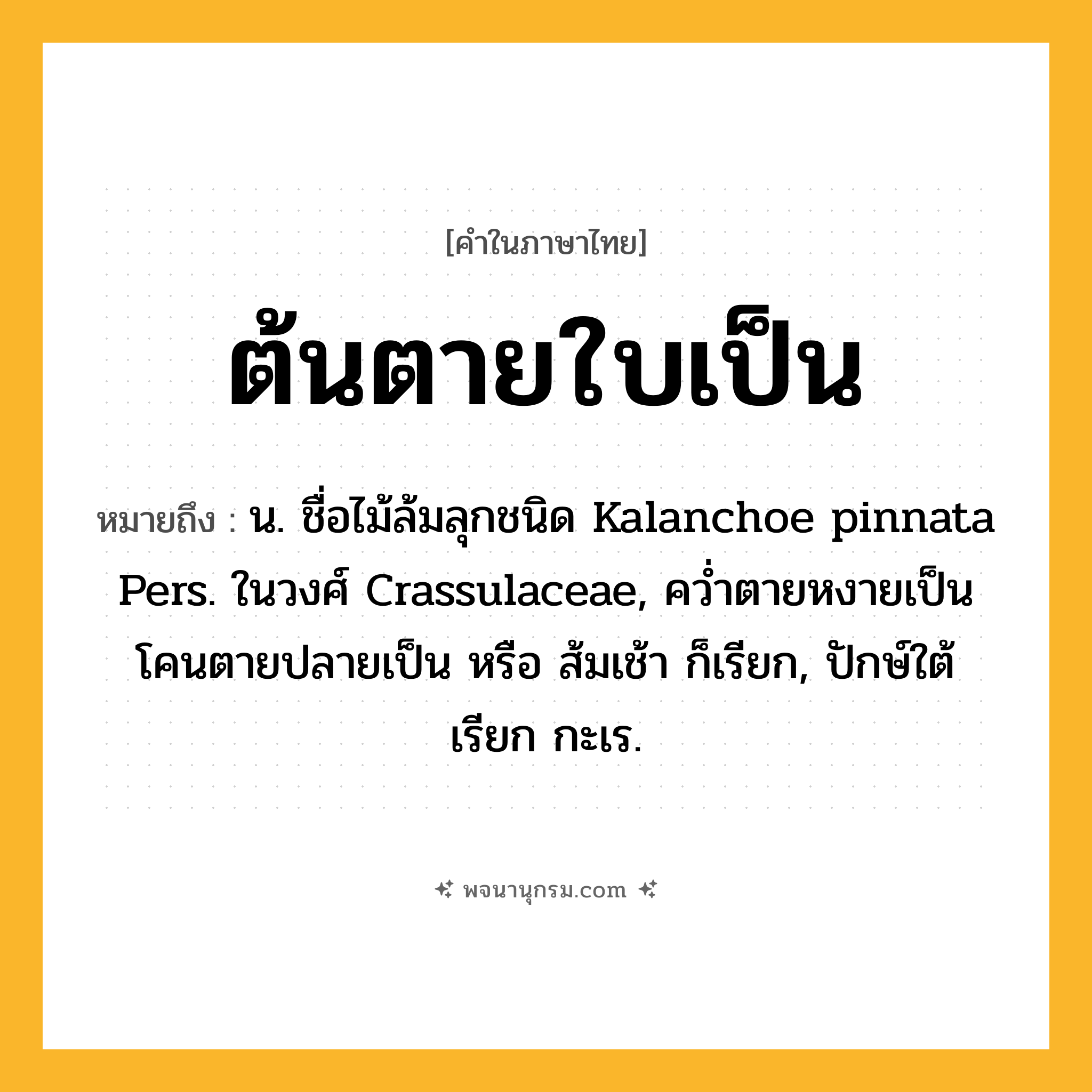 ต้นตายใบเป็น ความหมาย หมายถึงอะไร?, คำในภาษาไทย ต้นตายใบเป็น หมายถึง น. ชื่อไม้ล้มลุกชนิด Kalanchoe pinnata Pers. ในวงศ์ Crassulaceae, คว่ำตายหงายเป็น โคนตายปลายเป็น หรือ ส้มเช้า ก็เรียก, ปักษ์ใต้เรียก กะเร.