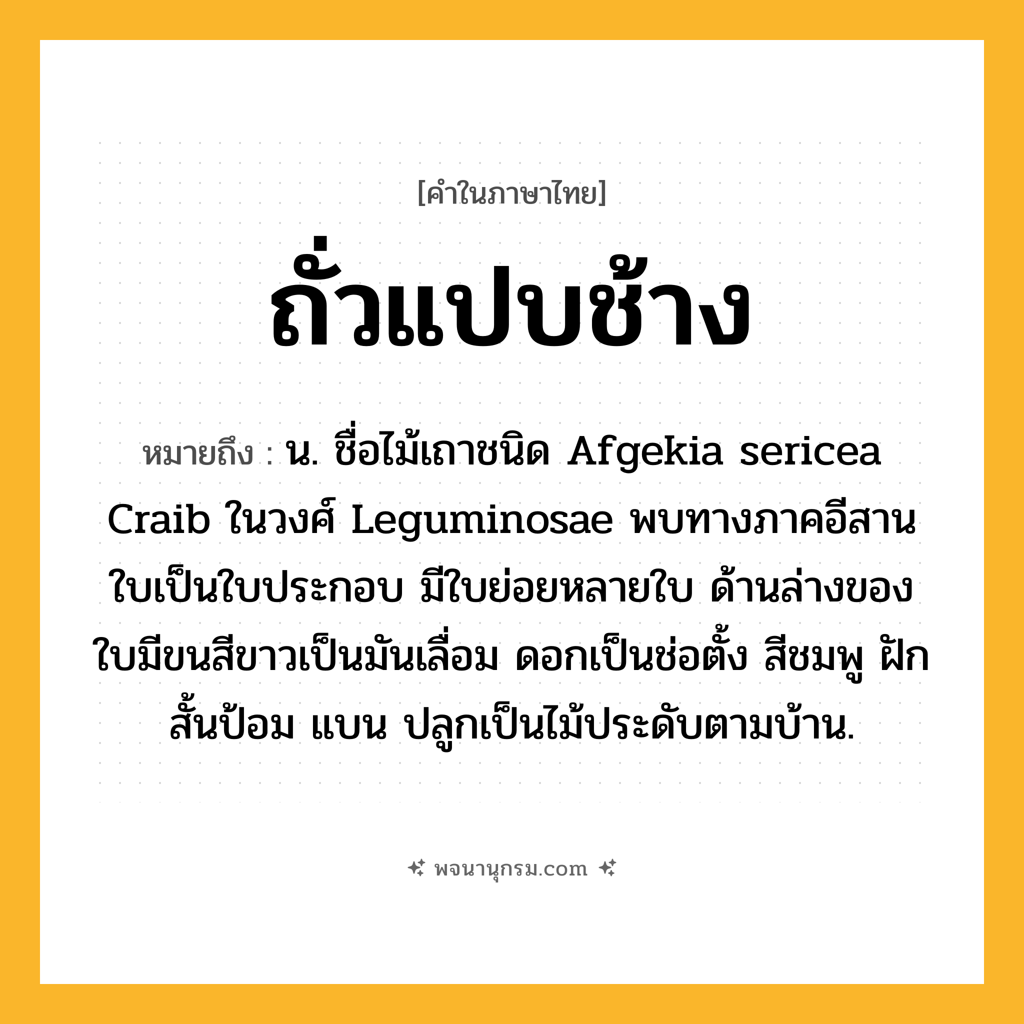 ถั่วแปบช้าง ความหมาย หมายถึงอะไร?, คำในภาษาไทย ถั่วแปบช้าง หมายถึง น. ชื่อไม้เถาชนิด Afgekia sericea Craib ในวงศ์ Leguminosae พบทางภาคอีสาน ใบเป็นใบประกอบ มีใบย่อยหลายใบ ด้านล่างของใบมีขนสีขาวเป็นมันเลื่อม ดอกเป็นช่อตั้ง สีชมพู ฝักสั้นป้อม แบน ปลูกเป็นไม้ประดับตามบ้าน.