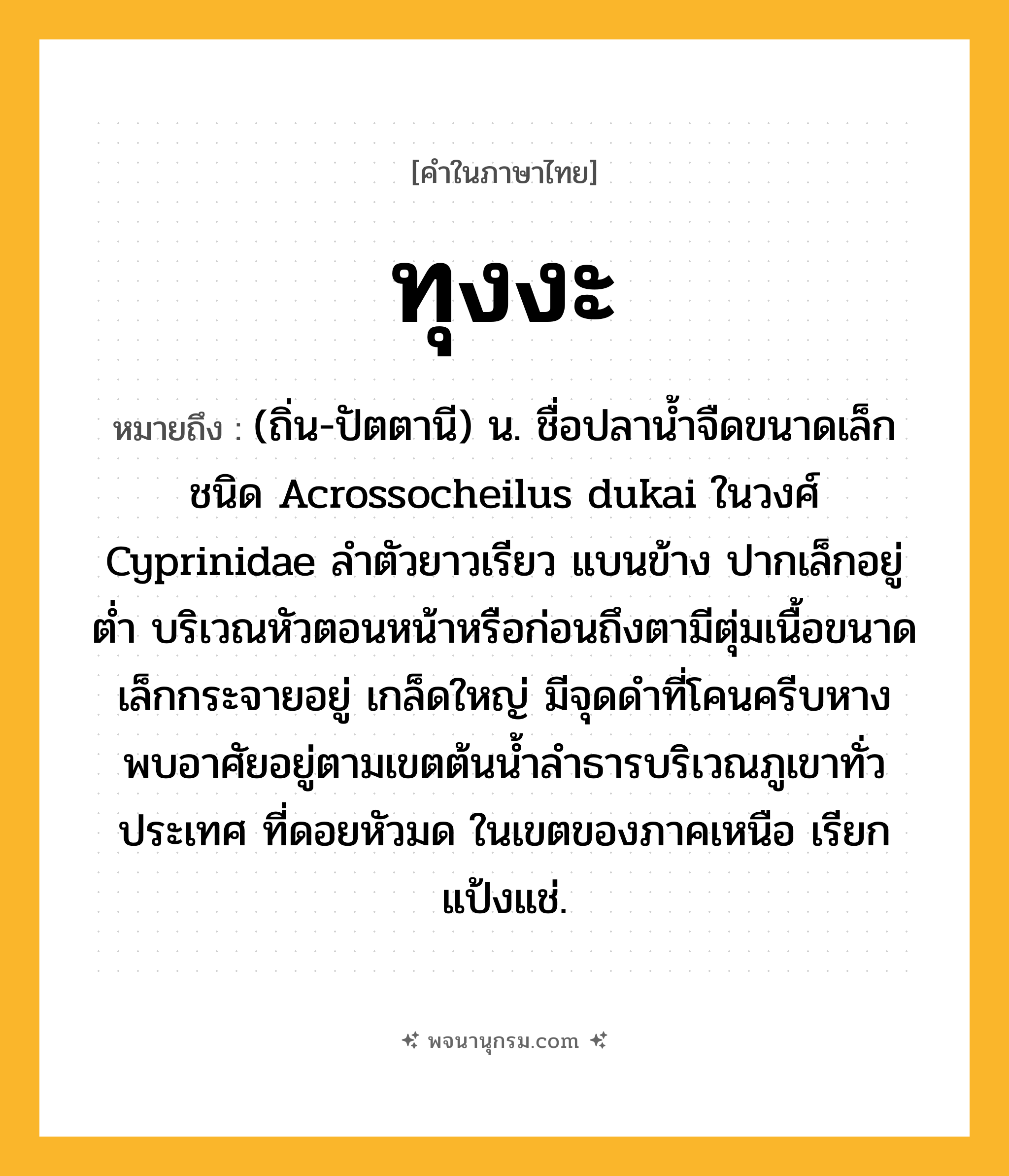 ทุงงะ ความหมาย หมายถึงอะไร?, คำในภาษาไทย ทุงงะ หมายถึง (ถิ่น-ปัตตานี) น. ชื่อปลานํ้าจืดขนาดเล็กชนิด Acrossocheilus dukai ในวงศ์ Cyprinidae ลําตัวยาวเรียว แบนข้าง ปากเล็กอยู่ตํ่า บริเวณหัวตอนหน้าหรือก่อนถึงตามีตุ่มเนื้อขนาดเล็กกระจายอยู่ เกล็ดใหญ่ มีจุดดําที่โคนครีบหาง พบอาศัยอยู่ตามเขตต้นนํ้าลําธารบริเวณภูเขาทั่วประเทศ ที่ดอยหัวมด ในเขตของภาคเหนือ เรียก แป้งแช่.
