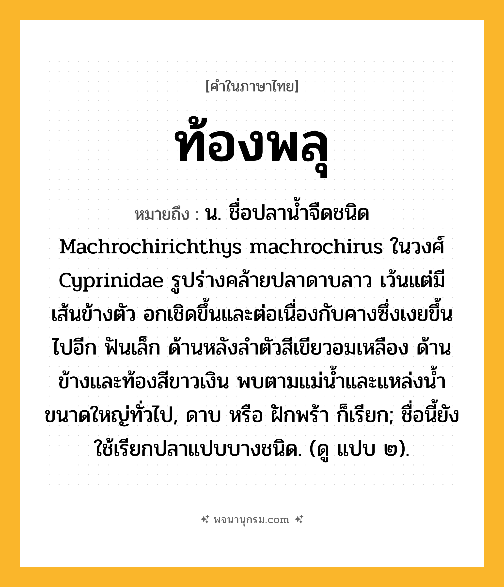 ท้องพลุ ความหมาย หมายถึงอะไร?, คำในภาษาไทย ท้องพลุ หมายถึง น. ชื่อปลานํ้าจืดชนิด Machrochirichthys machrochirus ในวงศ์ Cyprinidae รูปร่างคล้ายปลาดาบลาว เว้นแต่มีเส้นข้างตัว อกเชิดขึ้นและต่อเนื่องกับคางซึ่งเงยขึ้นไปอีก ฟันเล็ก ด้านหลังลําตัวสีเขียวอมเหลือง ด้านข้างและท้องสีขาวเงิน พบตามแม่นํ้าและแหล่งนํ้าขนาดใหญ่ทั่วไป, ดาบ หรือ ฝักพร้า ก็เรียก; ชื่อนี้ยังใช้เรียกปลาแปบบางชนิด. (ดู แปบ ๒).