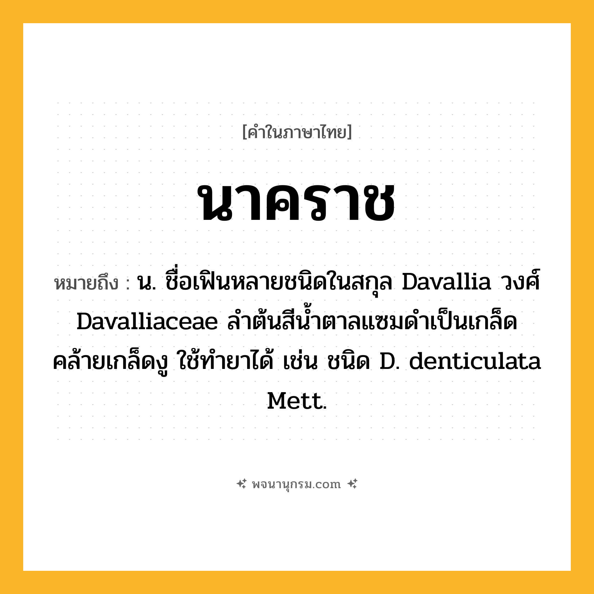 นาคราช ความหมาย หมายถึงอะไร?, คำในภาษาไทย นาคราช หมายถึง น. ชื่อเฟินหลายชนิดในสกุล Davallia วงศ์ Davalliaceae ลําต้นสีนํ้าตาลแซมดําเป็นเกล็ดคล้ายเกล็ดงู ใช้ทํายาได้ เช่น ชนิด D. denticulata Mett.