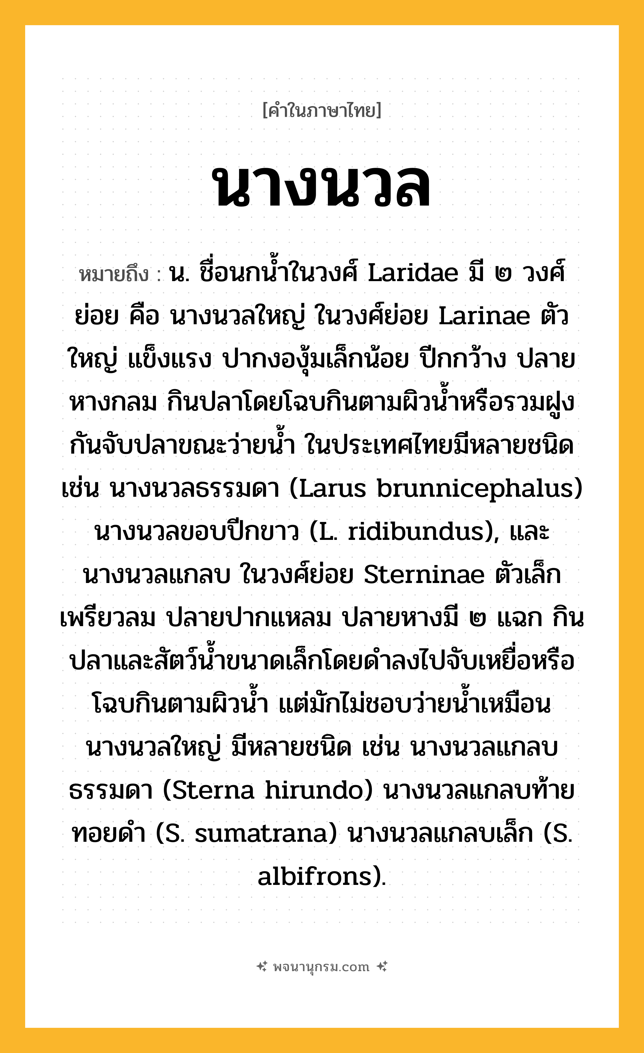 นางนวล ความหมาย หมายถึงอะไร?, คำในภาษาไทย นางนวล หมายถึง น. ชื่อนกนํ้าในวงศ์ Laridae มี ๒ วงศ์ย่อย คือ นางนวลใหญ่ ในวงศ์ย่อย Larinae ตัวใหญ่ แข็งแรง ปากงองุ้มเล็กน้อย ปีกกว้าง ปลายหางกลม กินปลาโดยโฉบกินตามผิวนํ้าหรือรวมฝูงกันจับปลาขณะว่ายนํ้า ในประเทศไทยมีหลายชนิด เช่น นางนวลธรรมดา (Larus brunnicephalus) นางนวลขอบปีกขาว (L. ridibundus), และนางนวลแกลบ ในวงศ์ย่อย Sterninae ตัวเล็กเพรียวลม ปลายปากแหลม ปลายหางมี ๒ แฉก กินปลาและสัตว์นํ้าขนาดเล็กโดยดําลงไปจับเหยื่อหรือโฉบกินตามผิวนํ้า แต่มักไม่ชอบว่ายนํ้าเหมือนนางนวลใหญ่ มีหลายชนิด เช่น นางนวลแกลบธรรมดา (Sterna hirundo) นางนวลแกลบท้ายทอยดํา (S. sumatrana) นางนวลแกลบเล็ก (S. albifrons).