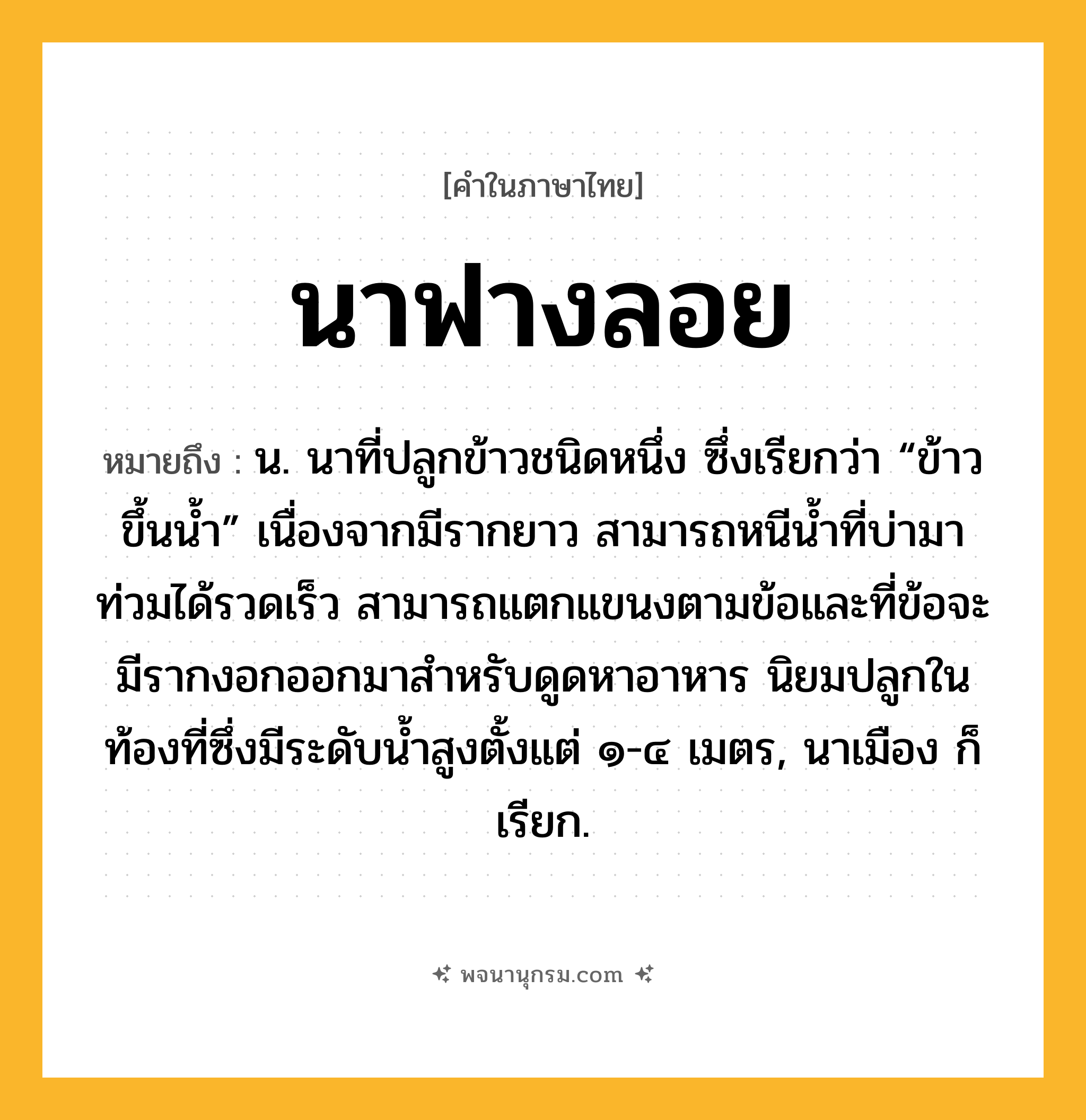 นาฟางลอย ความหมาย หมายถึงอะไร?, คำในภาษาไทย นาฟางลอย หมายถึง น. นาที่ปลูกข้าวชนิดหนึ่ง ซึ่งเรียกว่า “ข้าวขึ้นน้ำ” เนื่องจากมีรากยาว สามารถหนีน้ำที่บ่ามาท่วมได้รวดเร็ว สามารถแตกแขนงตามข้อและที่ข้อจะมีรากงอกออกมาสำหรับดูดหาอาหาร นิยมปลูกในท้องที่ซึ่งมีระดับน้ำสูงตั้งแต่ ๑-๔ เมตร, นาเมือง ก็เรียก.