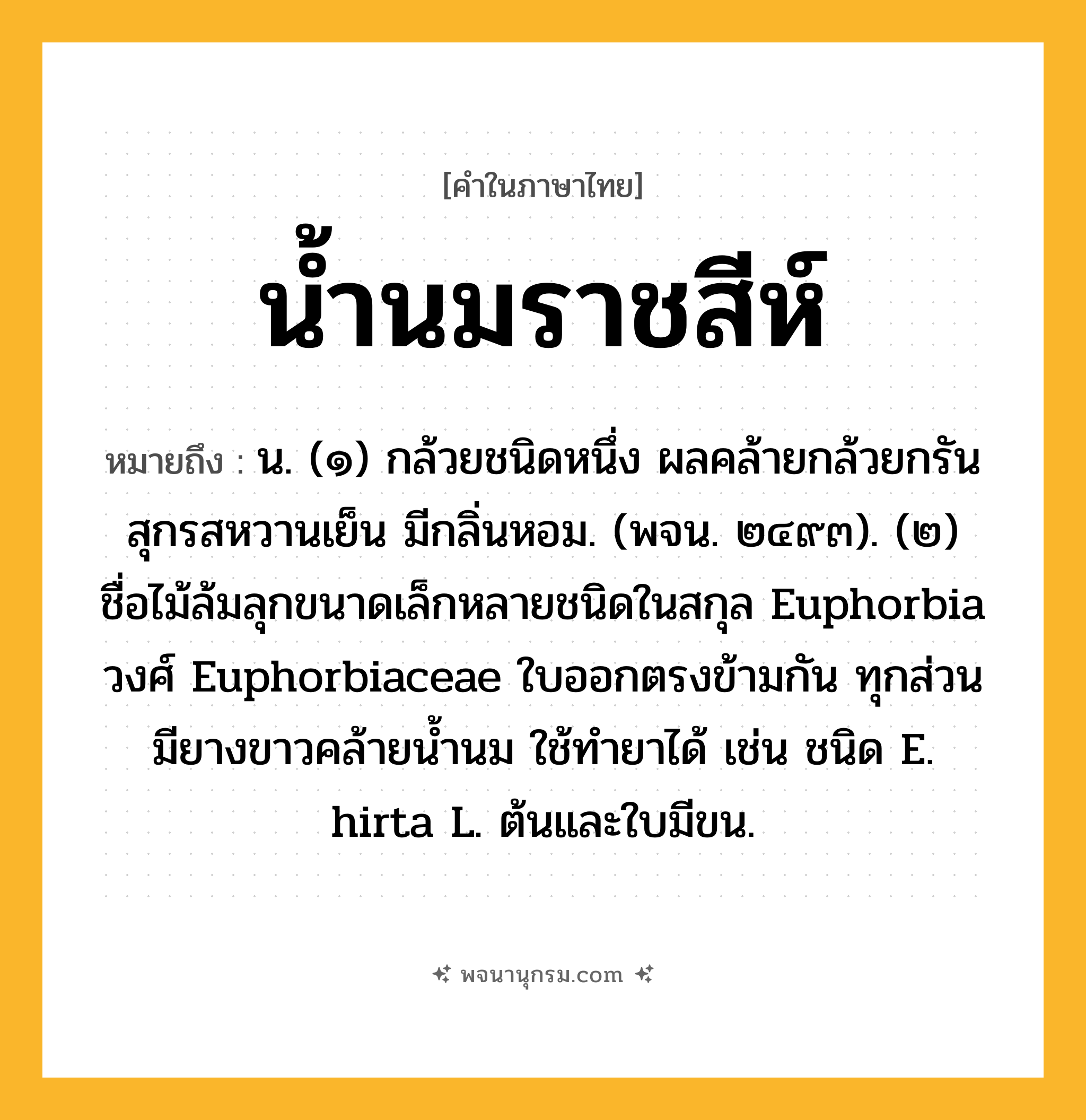 น้ำนมราชสีห์ ความหมาย หมายถึงอะไร?, คำในภาษาไทย น้ำนมราชสีห์ หมายถึง น. (๑) กล้วยชนิดหนึ่ง ผลคล้ายกล้วยกรัน สุกรสหวานเย็น มีกลิ่นหอม. (พจน. ๒๔๙๓). (๒) ชื่อไม้ล้มลุกขนาดเล็กหลายชนิดในสกุล Euphorbia วงศ์ Euphorbiaceae ใบออกตรงข้ามกัน ทุกส่วนมียางขาวคล้ายนํ้านม ใช้ทํายาได้ เช่น ชนิด E. hirta L. ต้นและใบมีขน.