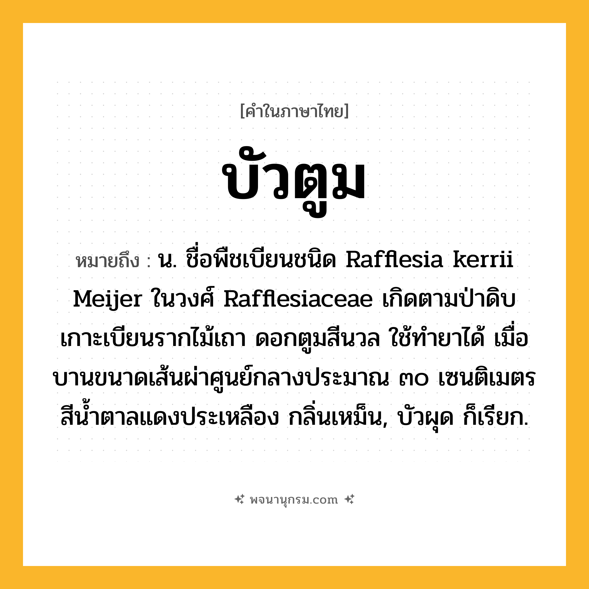บัวตูม ความหมาย หมายถึงอะไร?, คำในภาษาไทย บัวตูม หมายถึง น. ชื่อพืชเบียนชนิด Rafflesia kerrii Meijer ในวงศ์ Rafflesiaceae เกิดตามป่าดิบ เกาะเบียนรากไม้เถา ดอกตูมสีนวล ใช้ทํายาได้ เมื่อบานขนาดเส้นผ่าศูนย์กลางประมาณ ๓๐ เซนติเมตร สีนํ้าตาลแดงประเหลือง กลิ่นเหม็น, บัวผุด ก็เรียก.