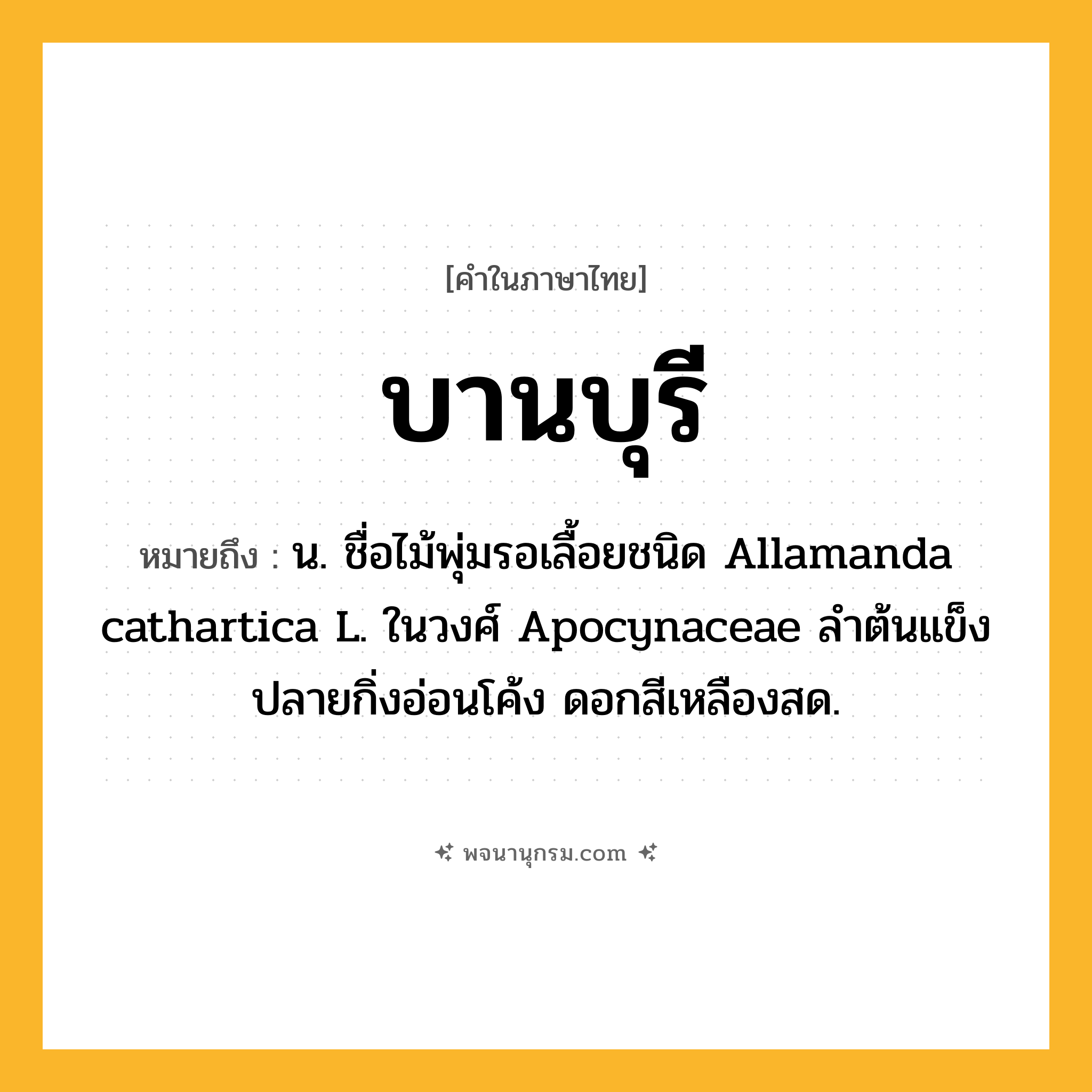 บานบุรี ความหมาย หมายถึงอะไร?, คำในภาษาไทย บานบุรี หมายถึง น. ชื่อไม้พุ่มรอเลื้อยชนิด Allamanda cathartica L. ในวงศ์ Apocynaceae ลําต้นแข็ง ปลายกิ่งอ่อนโค้ง ดอกสีเหลืองสด.