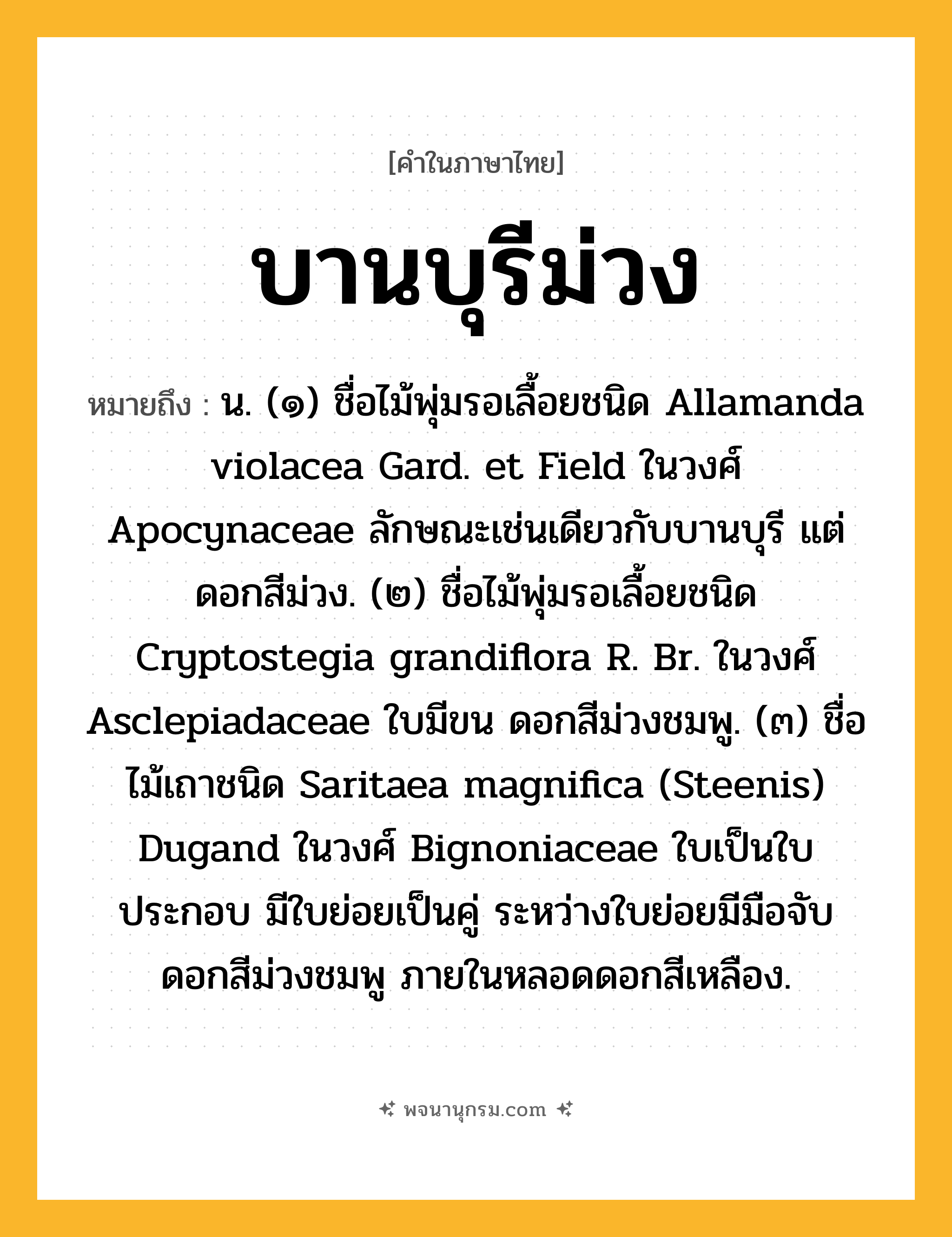บานบุรีม่วง ความหมาย หมายถึงอะไร?, คำในภาษาไทย บานบุรีม่วง หมายถึง น. (๑) ชื่อไม้พุ่มรอเลื้อยชนิด Allamanda violacea Gard. et Field ในวงศ์ Apocynaceae ลักษณะเช่นเดียวกับบานบุรี แต่ดอกสีม่วง. (๒) ชื่อไม้พุ่มรอเลื้อยชนิด Cryptostegia grandiflora R. Br. ในวงศ์ Asclepiadaceae ใบมีขน ดอกสีม่วงชมพู. (๓) ชื่อไม้เถาชนิด Saritaea magnifica (Steenis) Dugand ในวงศ์ Bignoniaceae ใบเป็นใบประกอบ มีใบย่อยเป็นคู่ ระหว่างใบย่อยมีมือจับ ดอกสีม่วงชมพู ภายในหลอดดอกสีเหลือง.