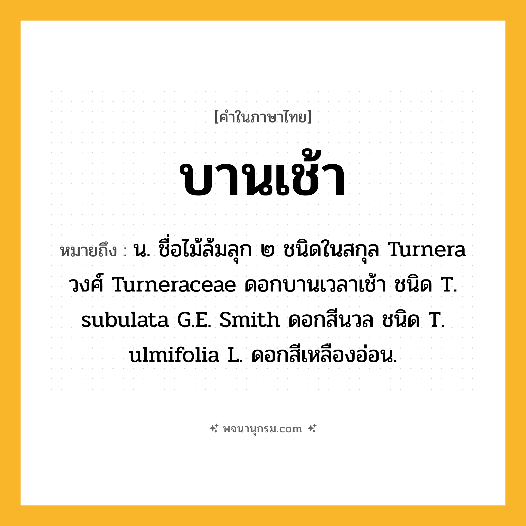 บานเช้า ความหมาย หมายถึงอะไร?, คำในภาษาไทย บานเช้า หมายถึง น. ชื่อไม้ล้มลุก ๒ ชนิดในสกุล Turnera วงศ์ Turneraceae ดอกบานเวลาเช้า ชนิด T. subulata G.E. Smith ดอกสีนวล ชนิด T. ulmifolia L. ดอกสีเหลืองอ่อน.