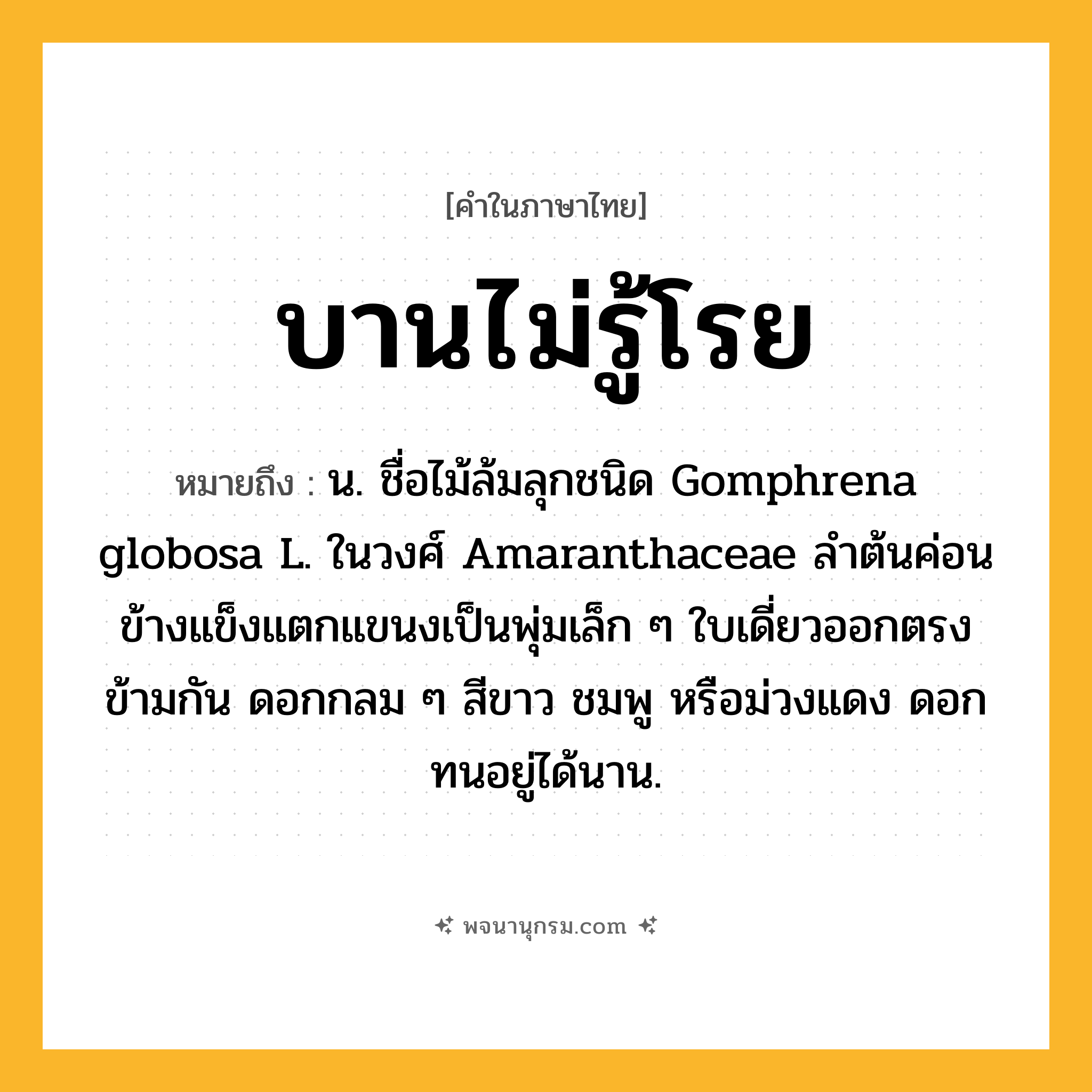 บานไม่รู้โรย ความหมาย หมายถึงอะไร?, คำในภาษาไทย บานไม่รู้โรย หมายถึง น. ชื่อไม้ล้มลุกชนิด Gomphrena globosa L. ในวงศ์ Amaranthaceae ลําต้นค่อนข้างแข็งแตกแขนงเป็นพุ่มเล็ก ๆ ใบเดี่ยวออกตรงข้ามกัน ดอกกลม ๆ สีขาว ชมพู หรือม่วงแดง ดอกทนอยู่ได้นาน.