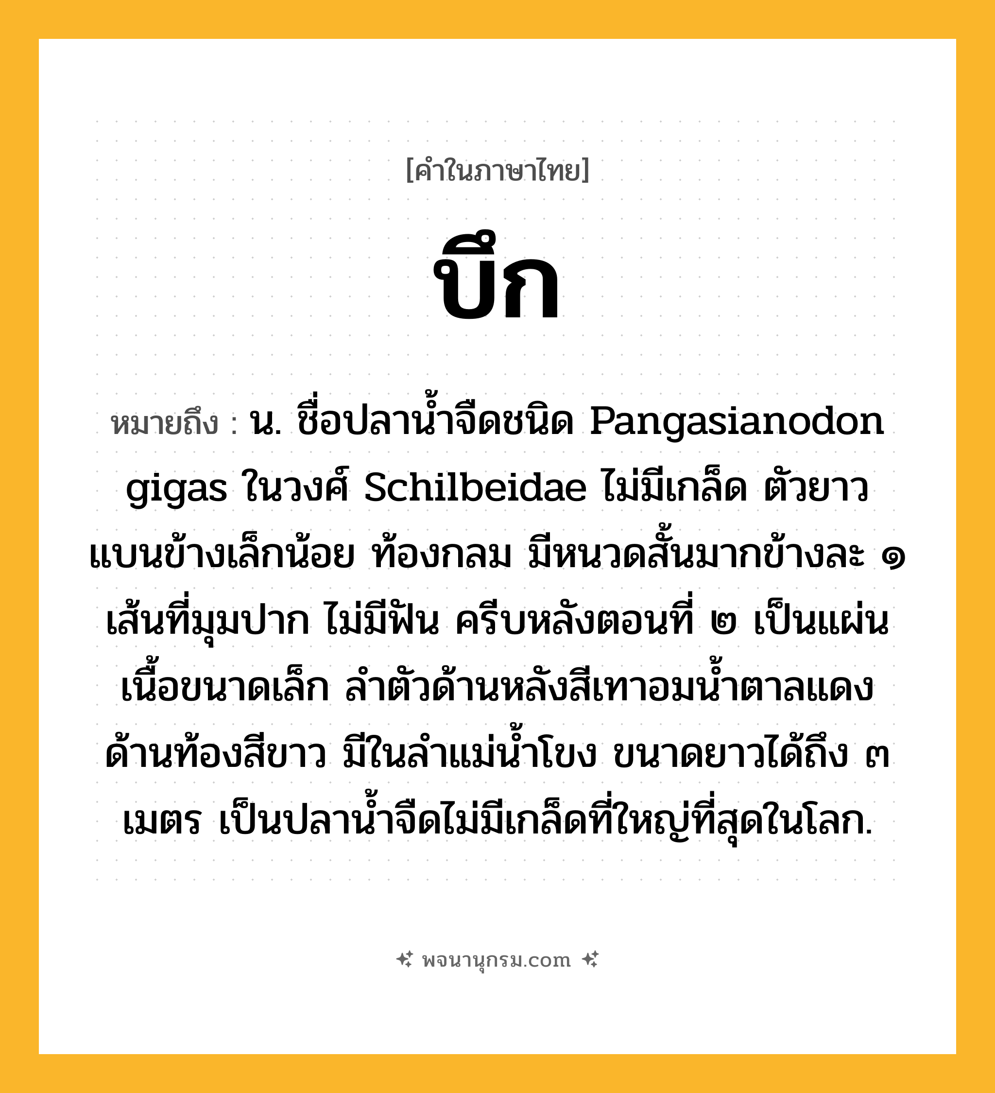 บึก ความหมาย หมายถึงอะไร?, คำในภาษาไทย บึก หมายถึง น. ชื่อปลานํ้าจืดชนิด Pangasianodon gigas ในวงศ์ Schilbeidae ไม่มีเกล็ด ตัวยาว แบนข้างเล็กน้อย ท้องกลม มีหนวดสั้นมากข้างละ ๑ เส้นที่มุมปาก ไม่มีฟัน ครีบหลังตอนที่ ๒ เป็นแผ่นเนื้อขนาดเล็ก ลําตัวด้านหลังสีเทาอมนํ้าตาลแดง ด้านท้องสีขาว มีในลําแม่นํ้าโขง ขนาดยาวได้ถึง ๓ เมตร เป็นปลานํ้าจืดไม่มีเกล็ดที่ใหญ่ที่สุดในโลก.