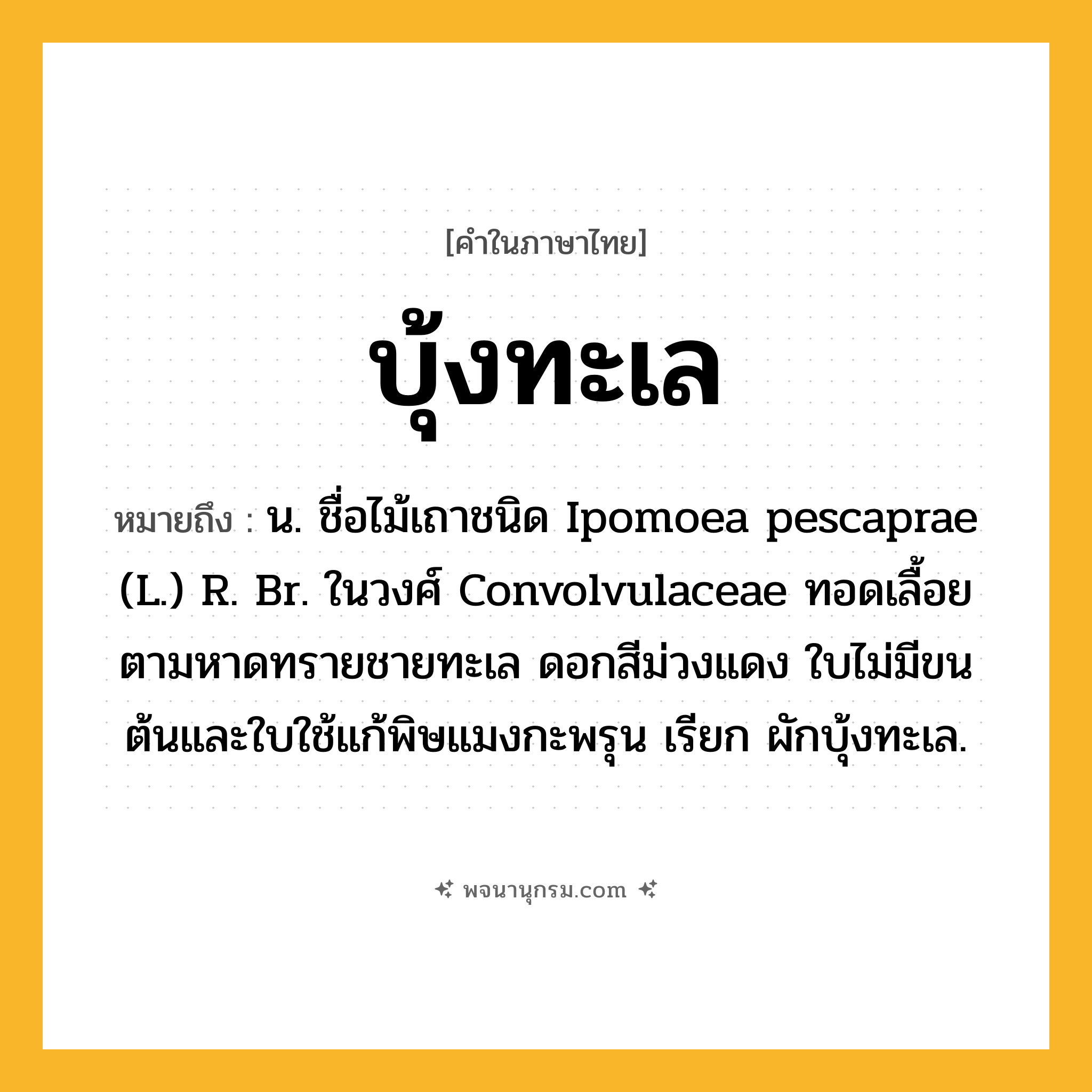 บุ้งทะเล ความหมาย หมายถึงอะไร?, คำในภาษาไทย บุ้งทะเล หมายถึง น. ชื่อไม้เถาชนิด Ipomoea pescaprae (L.) R. Br. ในวงศ์ Convolvulaceae ทอดเลื้อยตามหาดทรายชายทะเล ดอกสีม่วงแดง ใบไม่มีขน ต้นและใบใช้แก้พิษแมงกะพรุน เรียก ผักบุ้งทะเล.