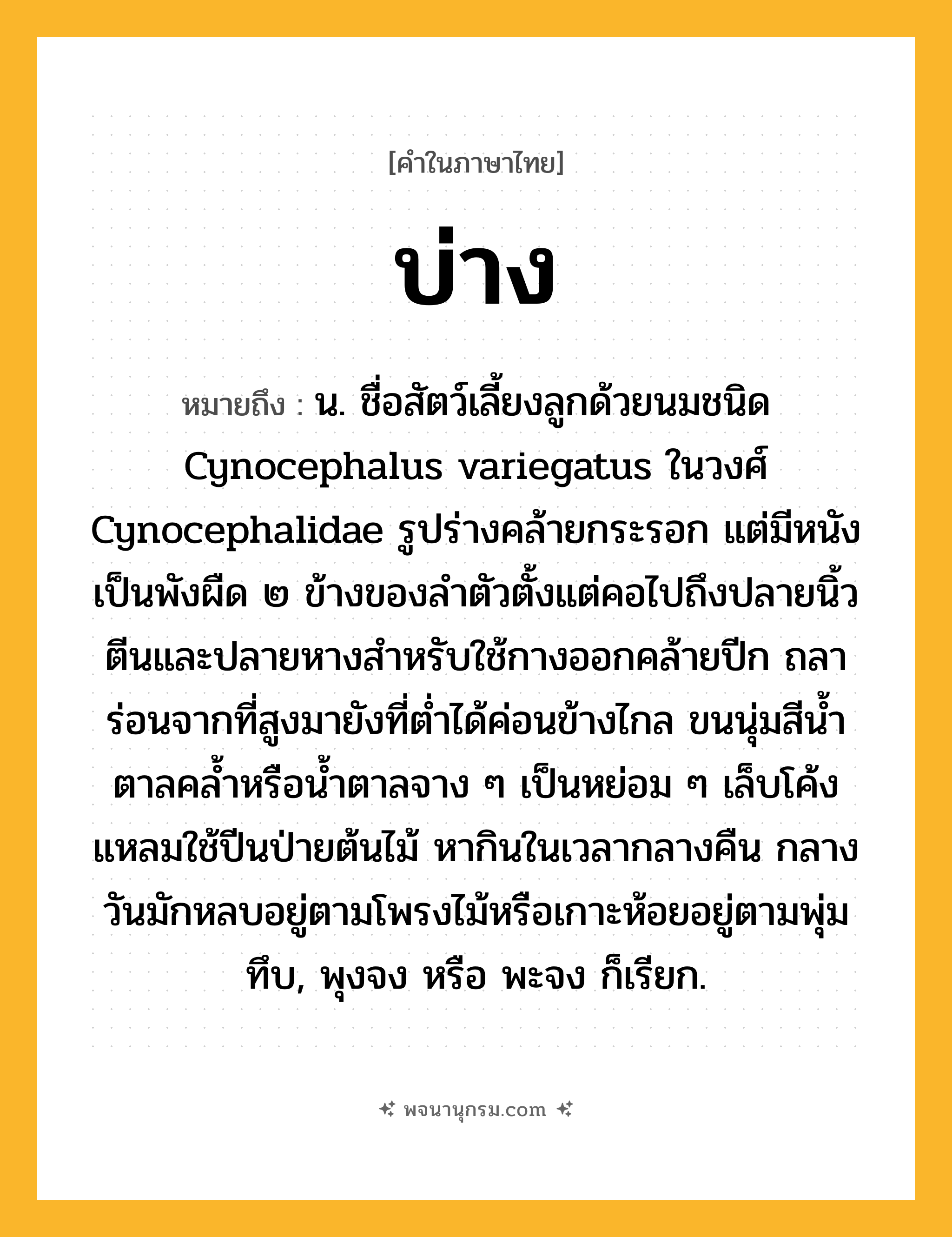 บ่าง ความหมาย หมายถึงอะไร?, คำในภาษาไทย บ่าง หมายถึง น. ชื่อสัตว์เลี้ยงลูกด้วยนมชนิด Cynocephalus variegatus ในวงศ์ Cynocephalidae รูปร่างคล้ายกระรอก แต่มีหนังเป็นพังผืด ๒ ข้างของลําตัวตั้งแต่คอไปถึงปลายนิ้วตีนและปลายหางสําหรับใช้กางออกคล้ายปีก ถลาร่อนจากที่สูงมายังที่ตํ่าได้ค่อนข้างไกล ขนนุ่มสีนํ้าตาลคลํ้าหรือนํ้าตาลจาง ๆ เป็นหย่อม ๆ เล็บโค้งแหลมใช้ปีนป่ายต้นไม้ หากินในเวลากลางคืน กลางวันมักหลบอยู่ตามโพรงไม้หรือเกาะห้อยอยู่ตามพุ่มทึบ, พุงจง หรือ พะจง ก็เรียก.