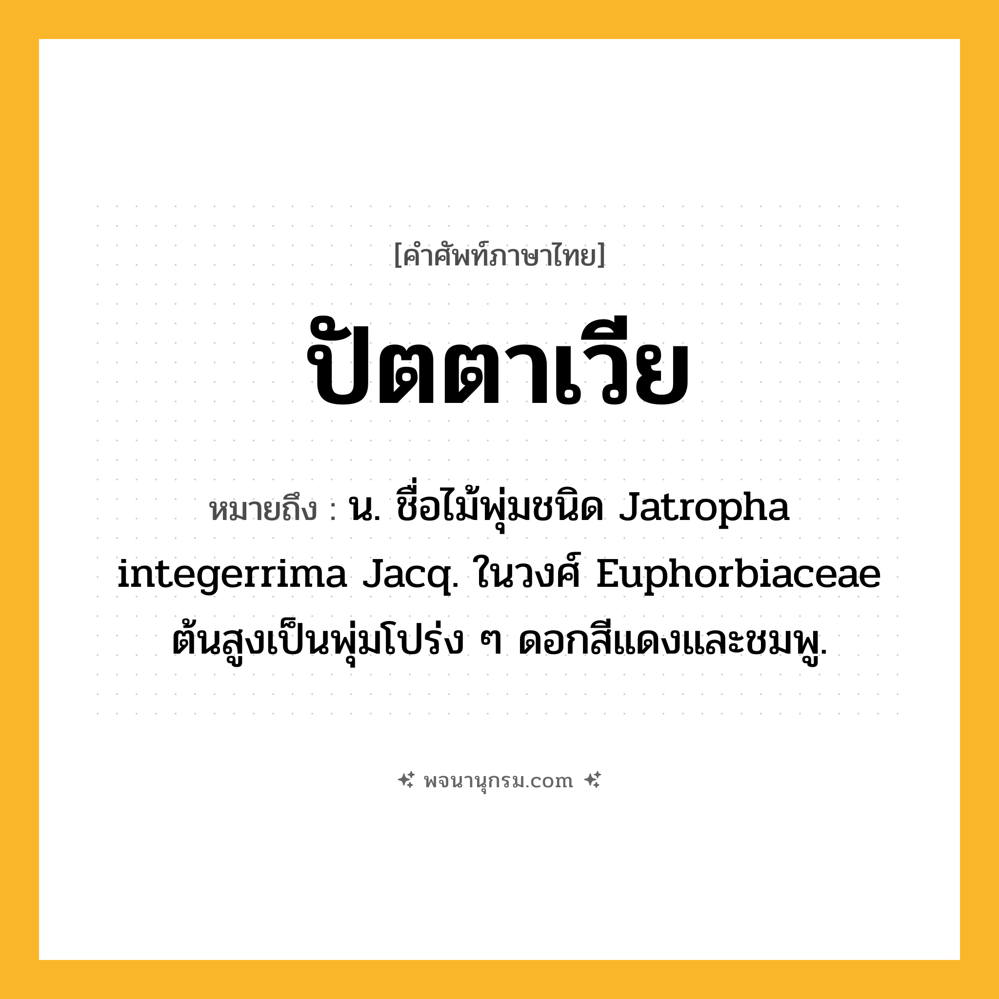 ปัตตาเวีย ความหมาย หมายถึงอะไร?, คำในภาษาไทย ปัตตาเวีย หมายถึง น. ชื่อไม้พุ่มชนิด Jatropha integerrima Jacq. ในวงศ์ Euphorbiaceae ต้นสูงเป็นพุ่มโปร่ง ๆ ดอกสีแดงและชมพู.