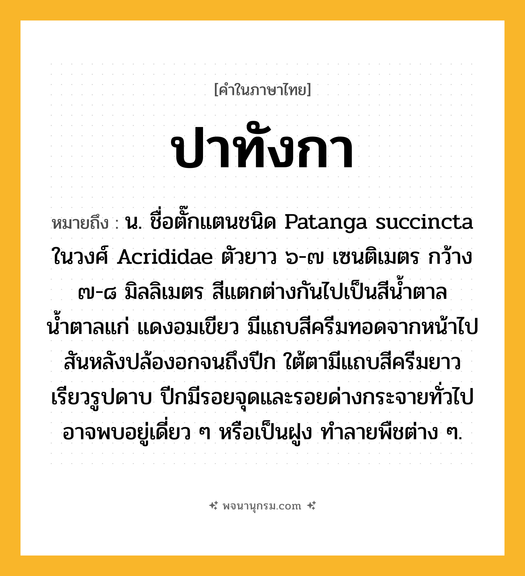 ปาทังกา ความหมาย หมายถึงอะไร?, คำในภาษาไทย ปาทังกา หมายถึง น. ชื่อตั๊กแตนชนิด Patanga succincta ในวงศ์ Acrididae ตัวยาว ๖-๗ เซนติเมตร กว้าง ๗-๘ มิลลิเมตร สีแตกต่างกันไปเป็นสีนํ้าตาล น้ำตาลแก่ แดงอมเขียว มีแถบสีครีมทอดจากหน้าไปสันหลังปล้องอกจนถึงปีก ใต้ตามีแถบสีครีมยาวเรียวรูปดาบ ปีกมีรอยจุดและรอยด่างกระจายทั่วไป อาจพบอยู่เดี่ยว ๆ หรือเป็นฝูง ทําลายพืชต่าง ๆ.
